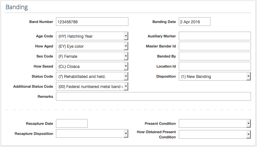Banding & Morphometrics
