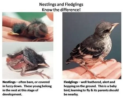 WRMD 3.0: Updated Ages