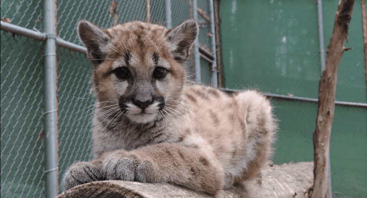 Nicole the Mountain Lion