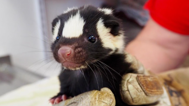 Spotted Skunk