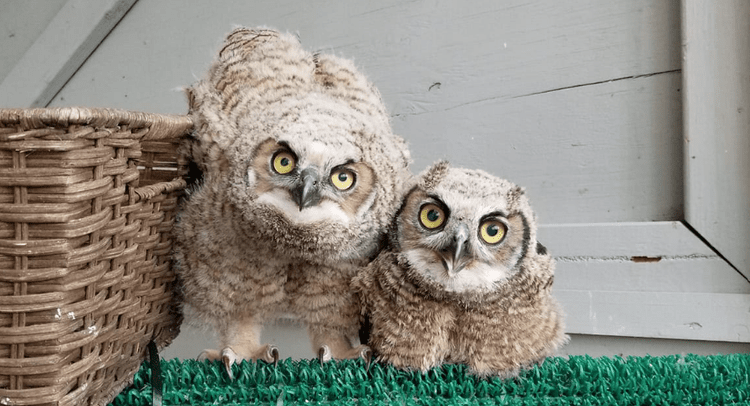 Owlets