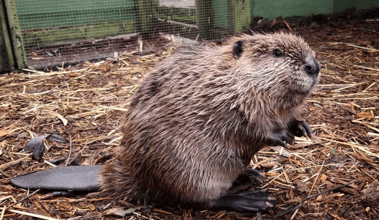 Beaver