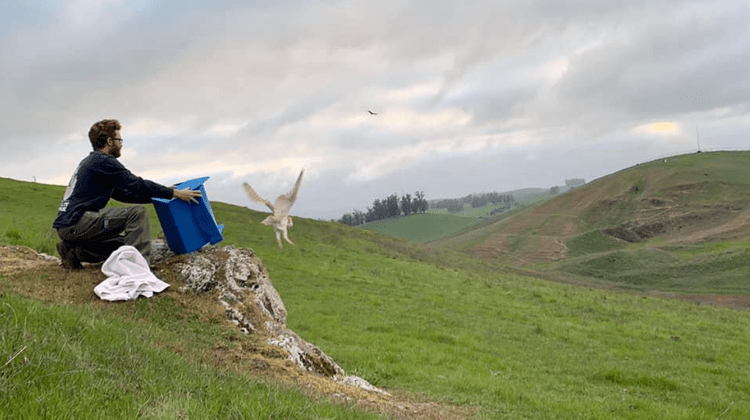 Barn Owl Release