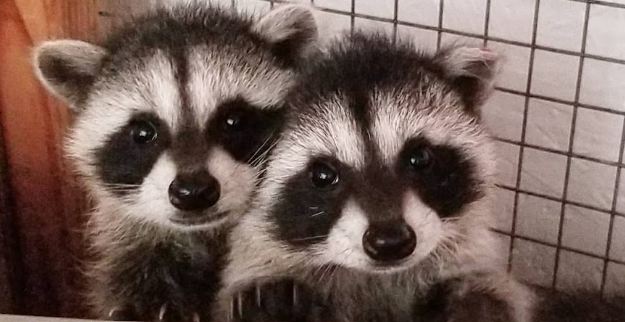 Raccoons