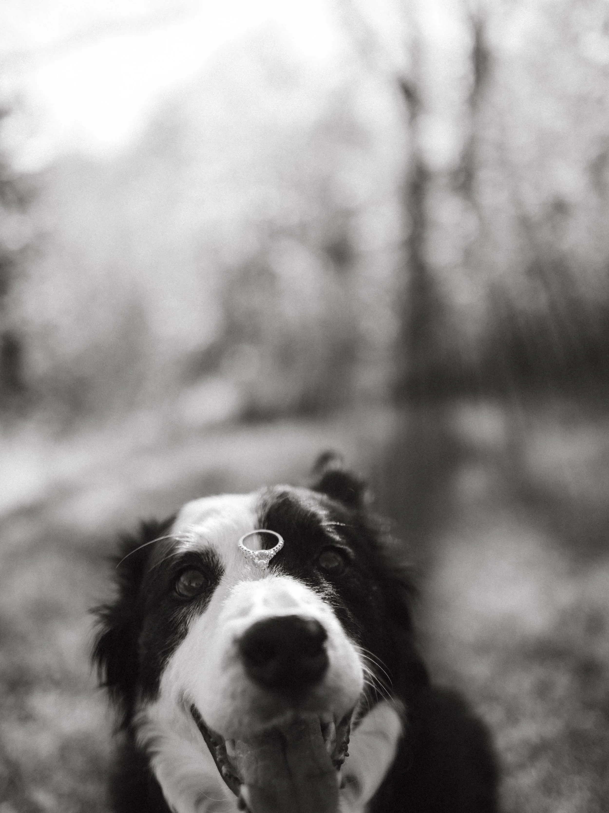 Please bring your dog to your session.

-keywords

Michigan Photography Keywords
Michigan photographer, Michigan family photographer, Michigan maternity photographer, Michigan newborn photographer, Michigan senior photographer, Michigan wedding photo