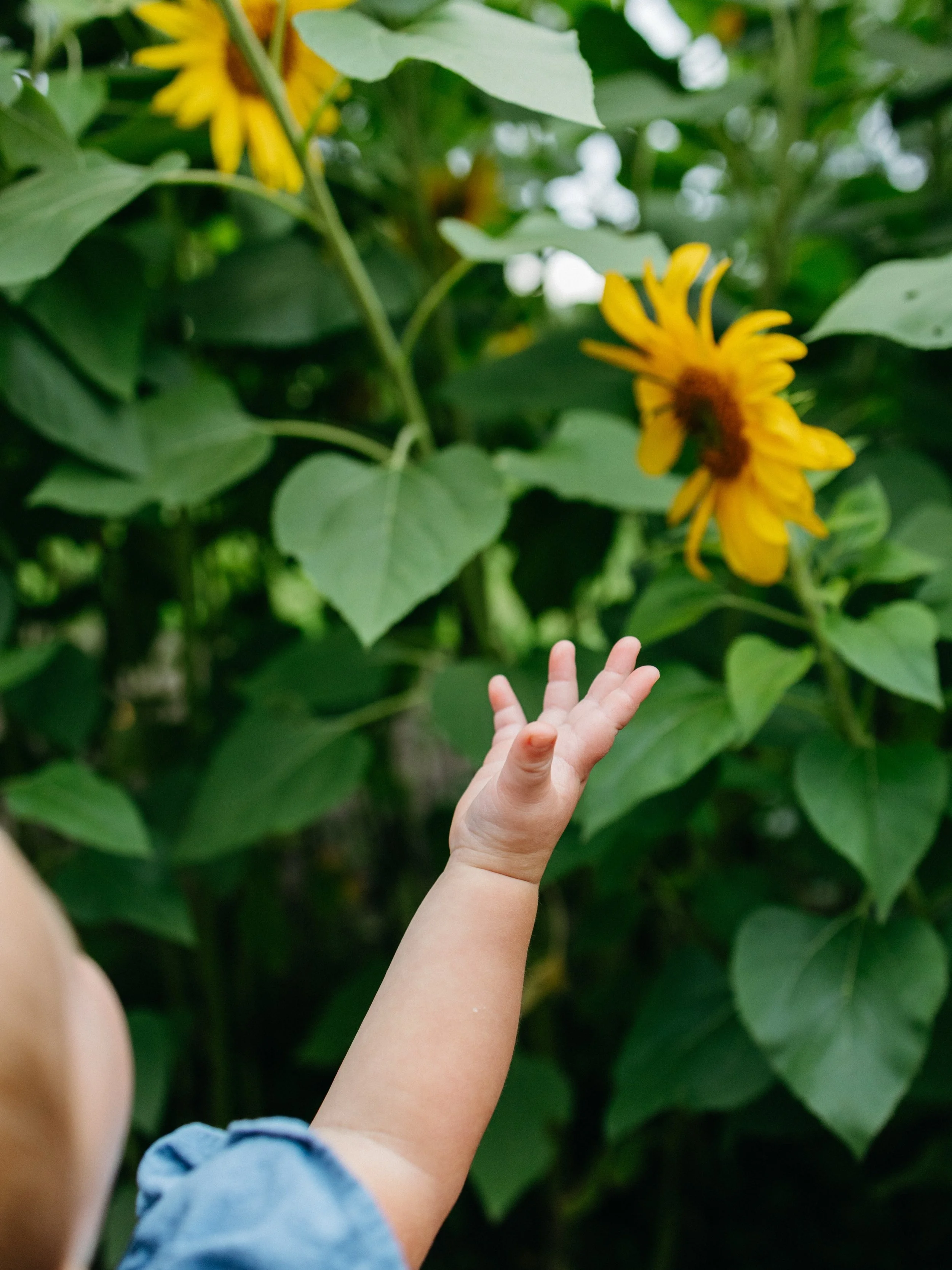 Reach for the stars &hellip;.or sunflowers. Swipe for a girl and her goosey 

@danathiel
