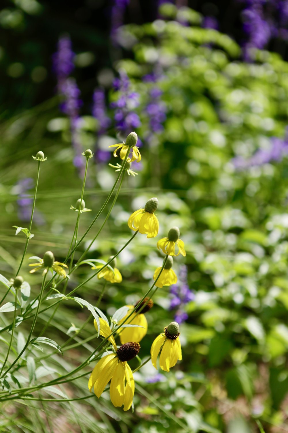 Plant Sale! in St. Francisville