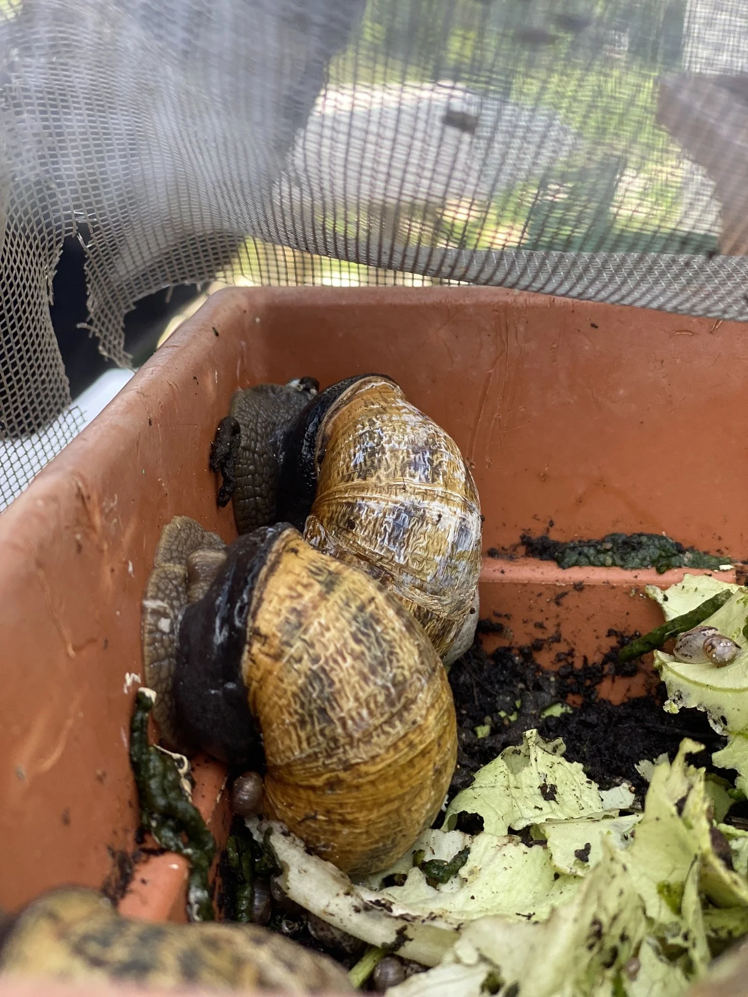 The Flavour Narratives — Snail keeping in Tunisia
