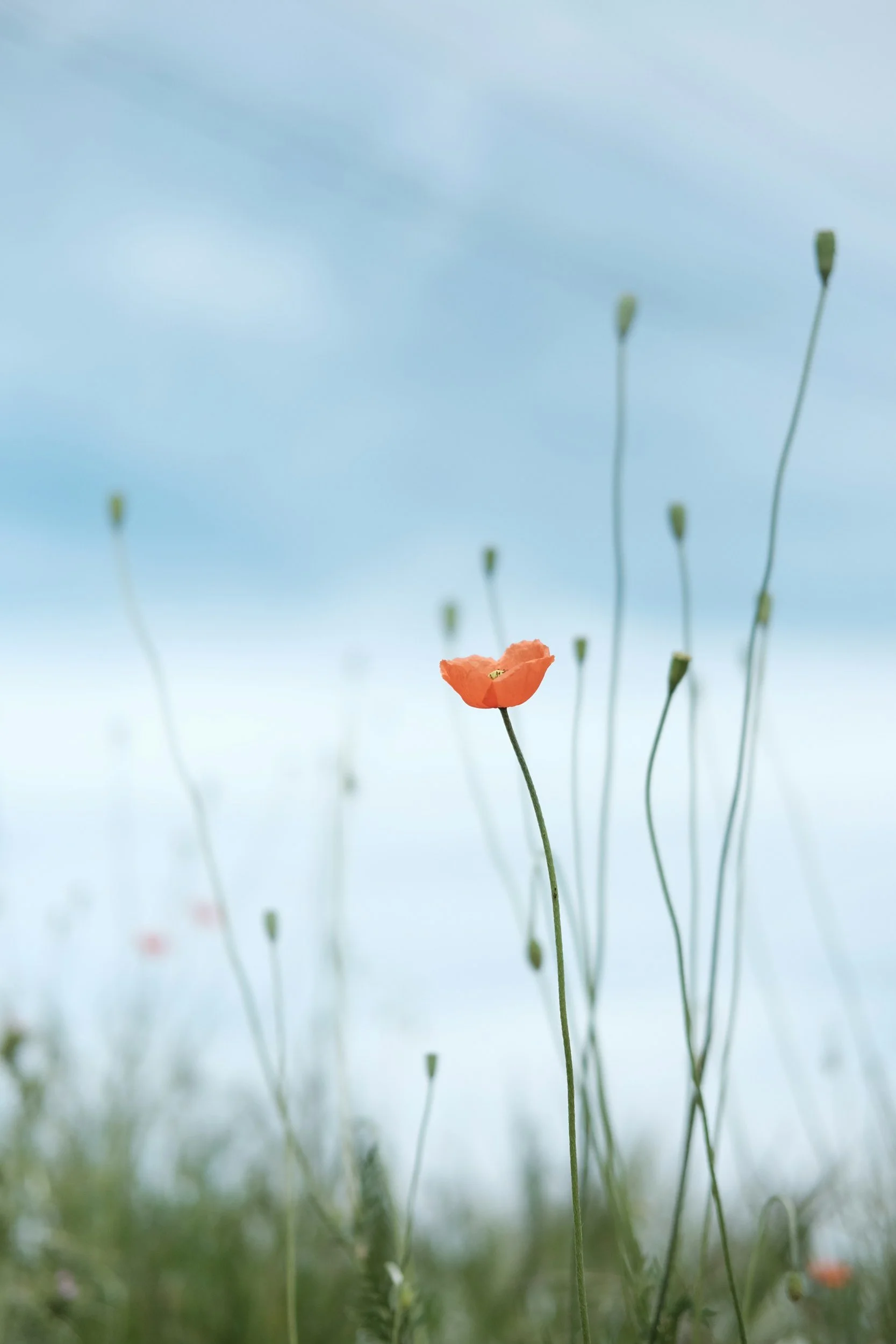 Close-up of a single orange poppy flower among tall, thin green stems with buds, against a light blue sky background.