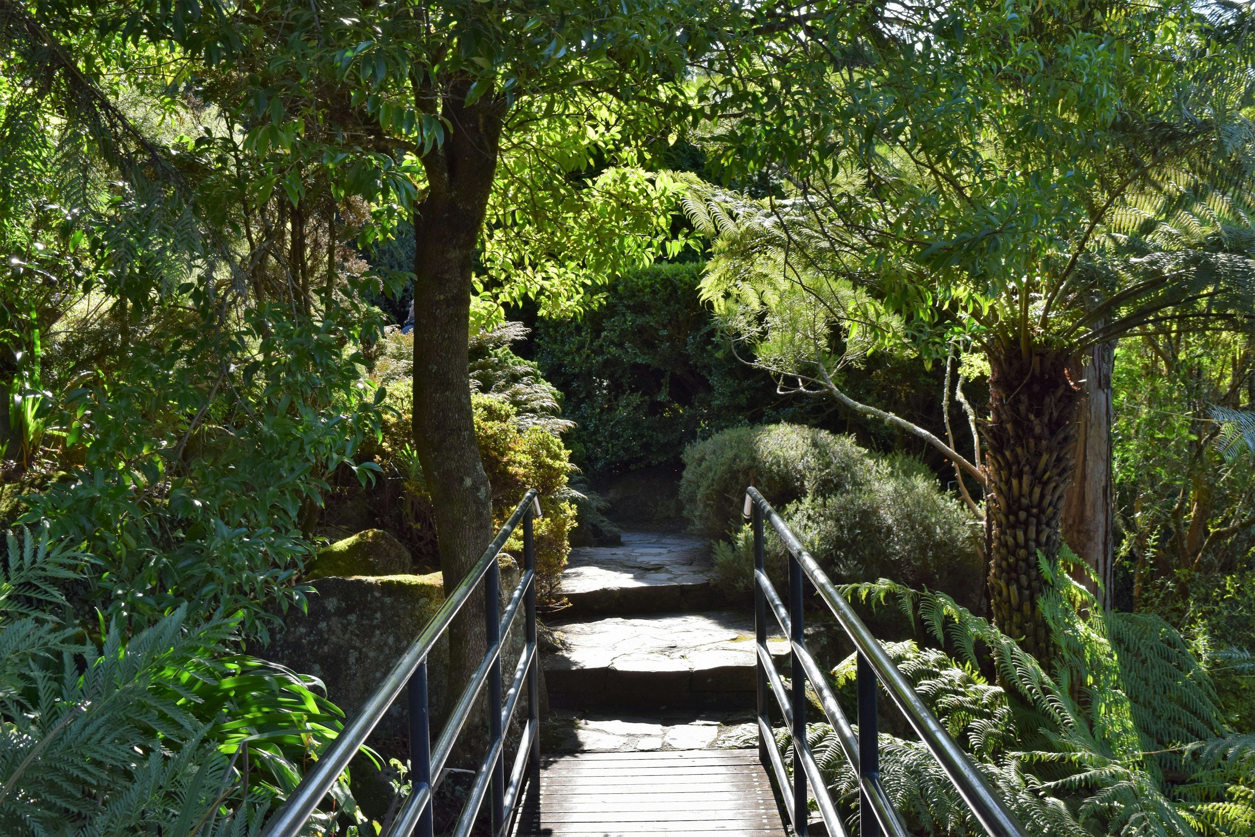A pathway in a lush green garden with a metal handrail and abundant foliage, including ferns and trees.