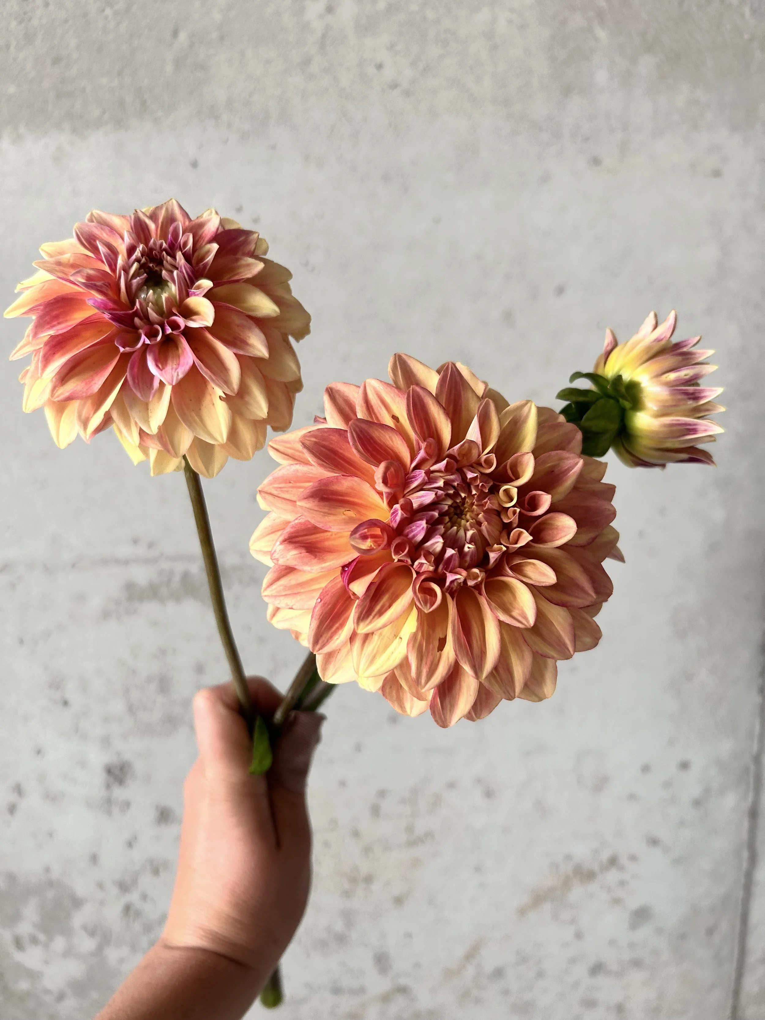 dahlia-miss-amara.jpeg