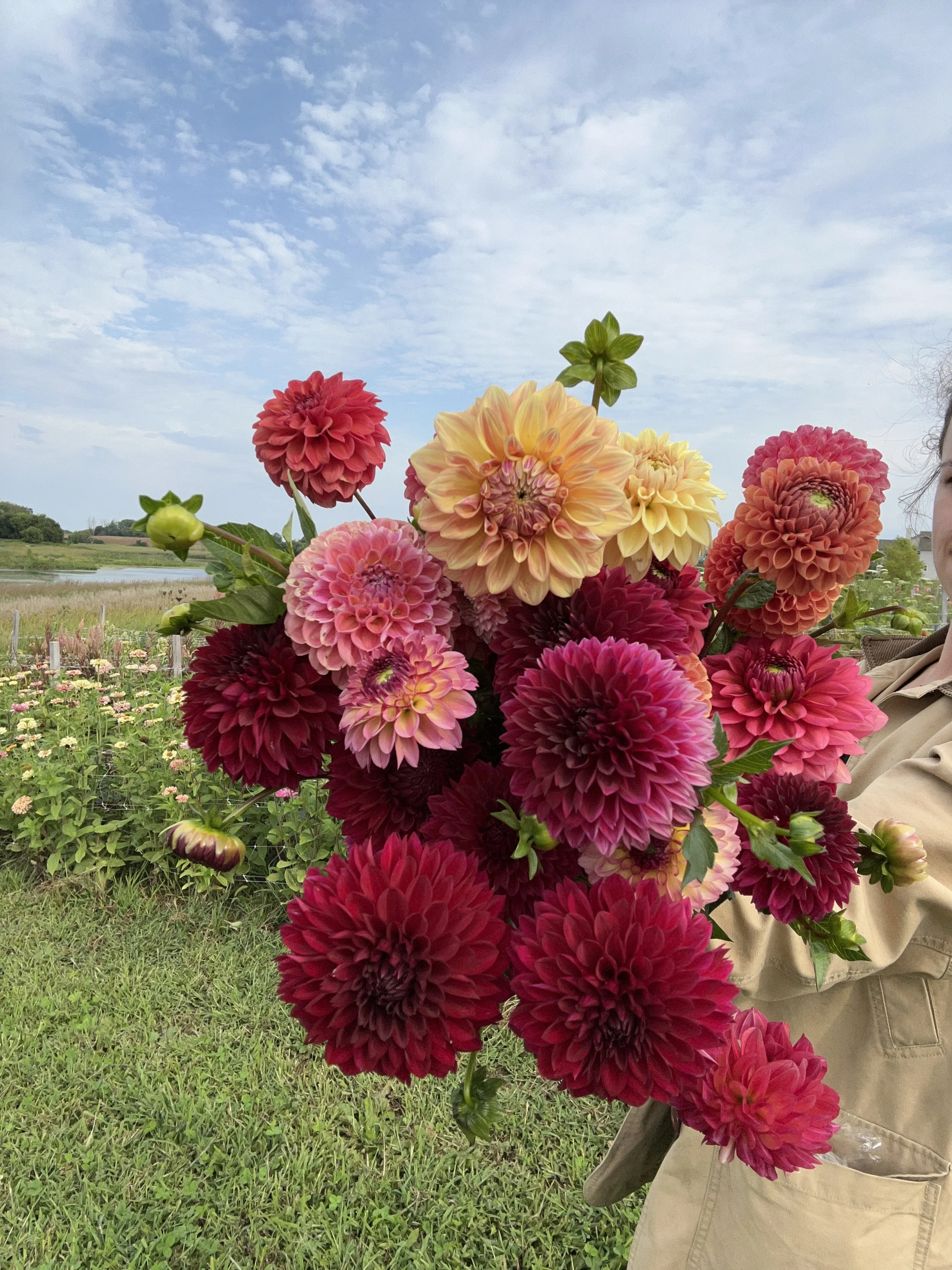 Planting and Caring for Dahlias
