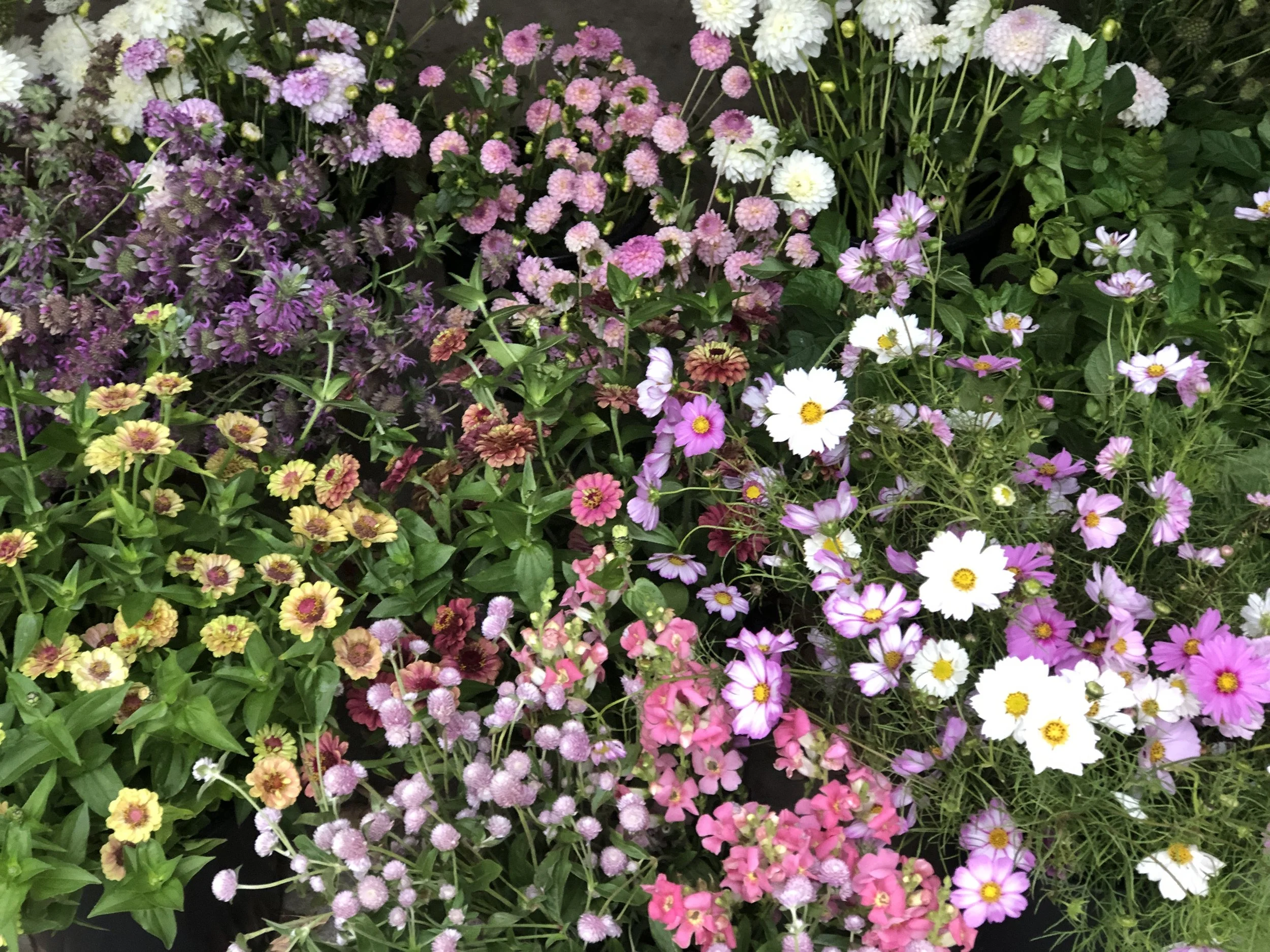 Colorful assortment of various blooming flowers in shades of pink, purple, white, and yellow.