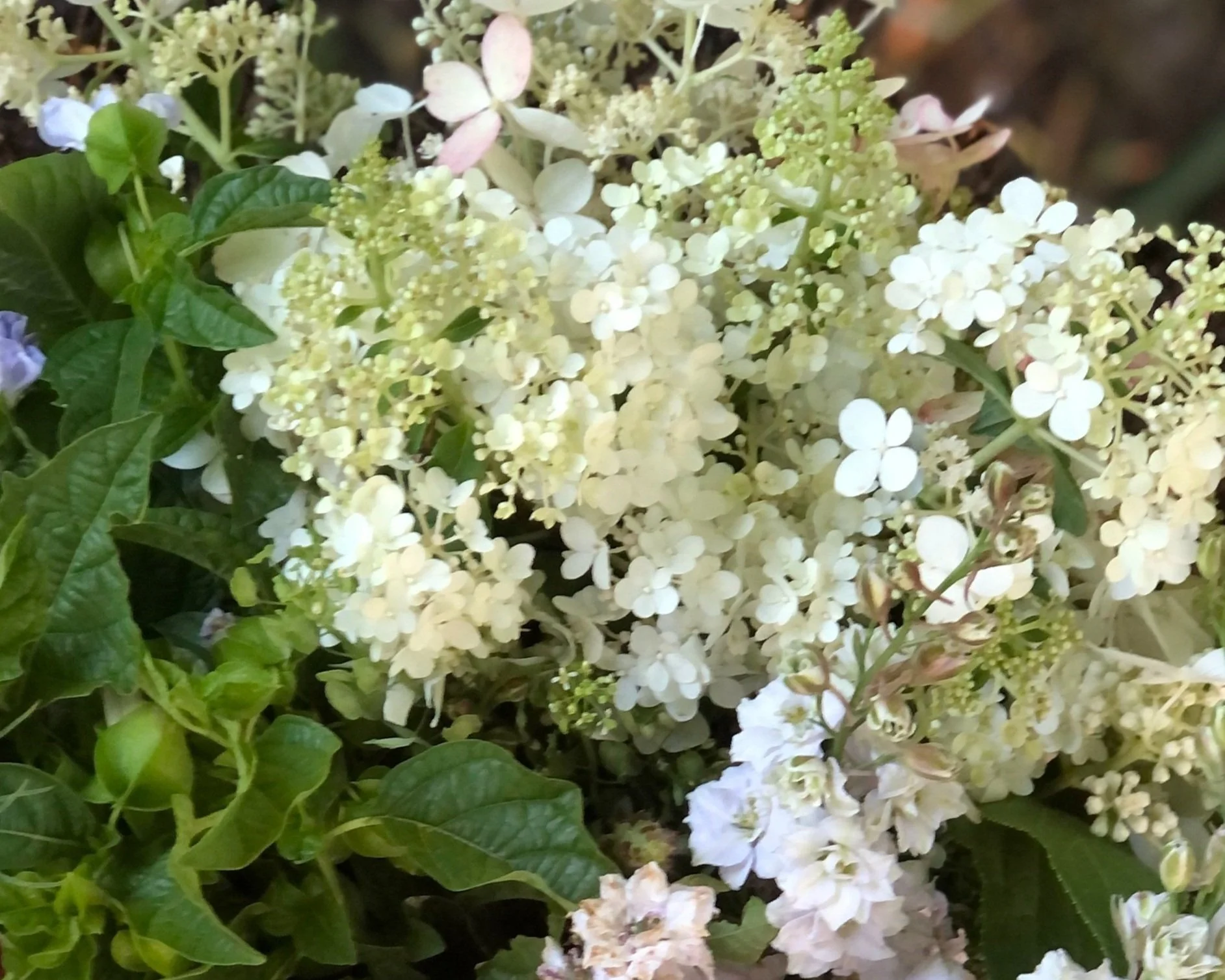 Close-up of white hydrangea flowers with green leaves.