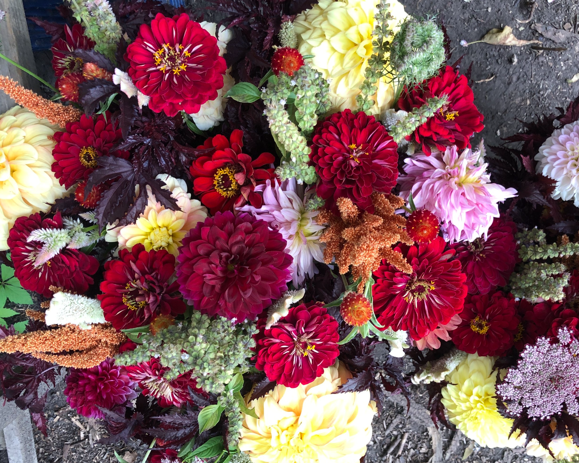 A close-up of a vibrant flower bed with red, pink, yellow, and orange dahlias and other flowering plants, set against soil.