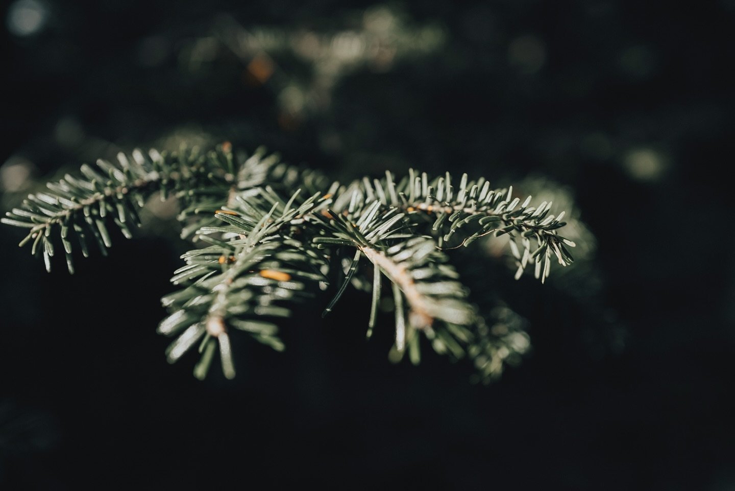 Season is changing so I figured I&rsquo;d change up my style as well. Here is my attempt at dark moody green 🍃