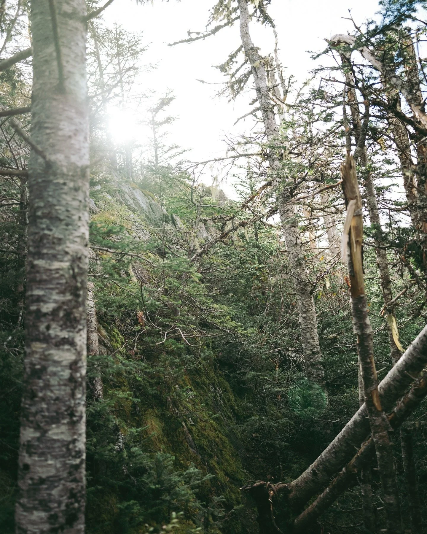 Misty light leaking through the trees 🌲