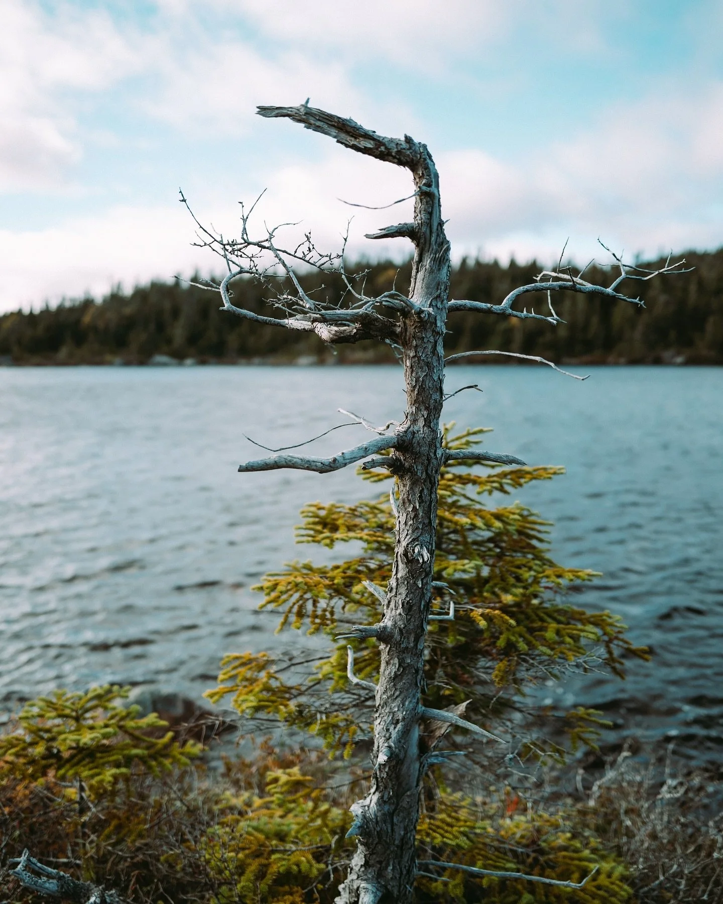 Where water meets earth 🌊🌲