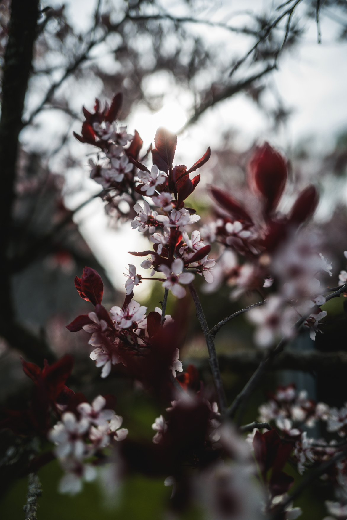 Screenshot 2024-12-27 at 2.50.45 PM.png