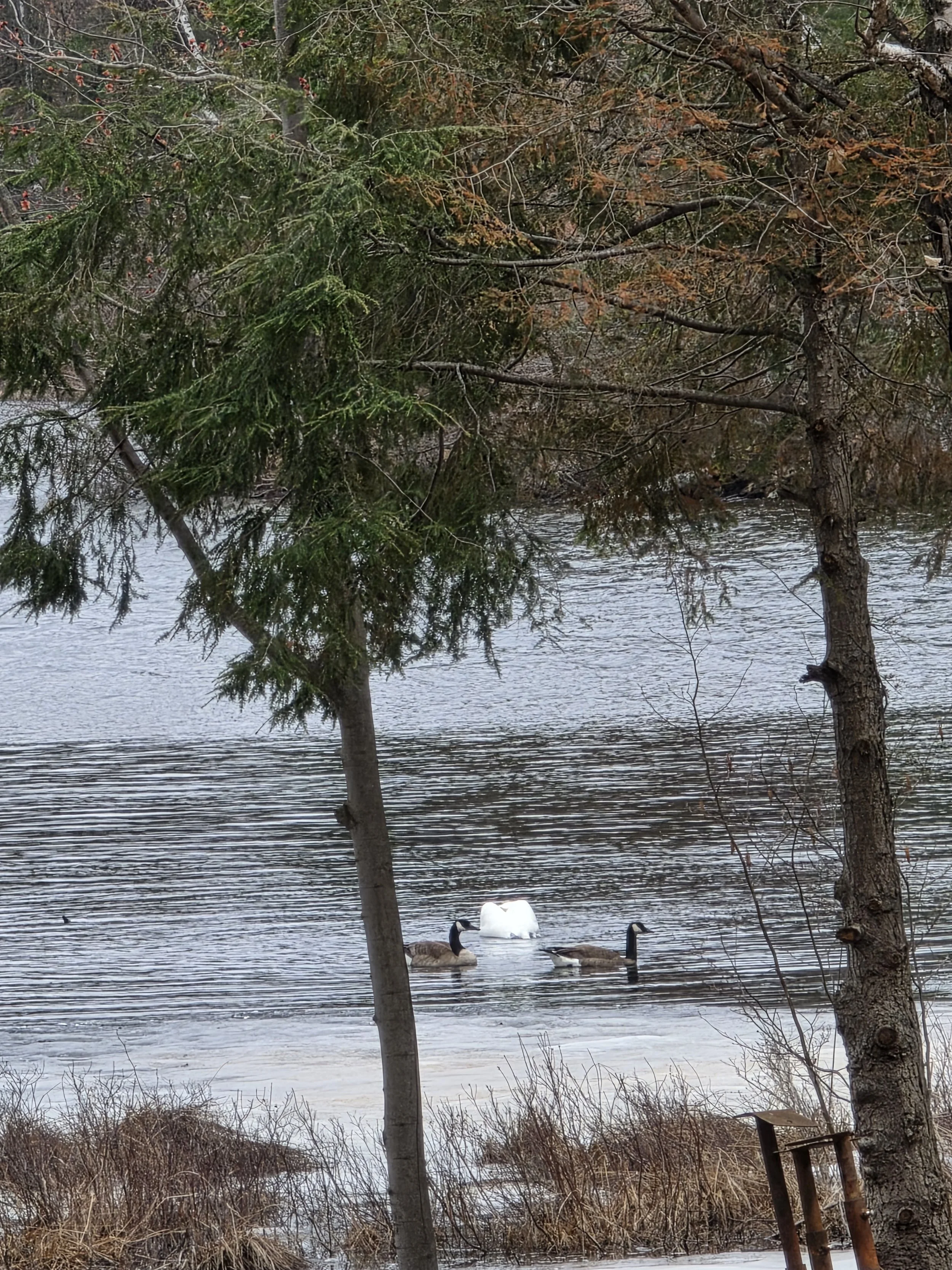 Swan and two geese floating near the Oughton park landing.   Image by D. Jadin, 2026.