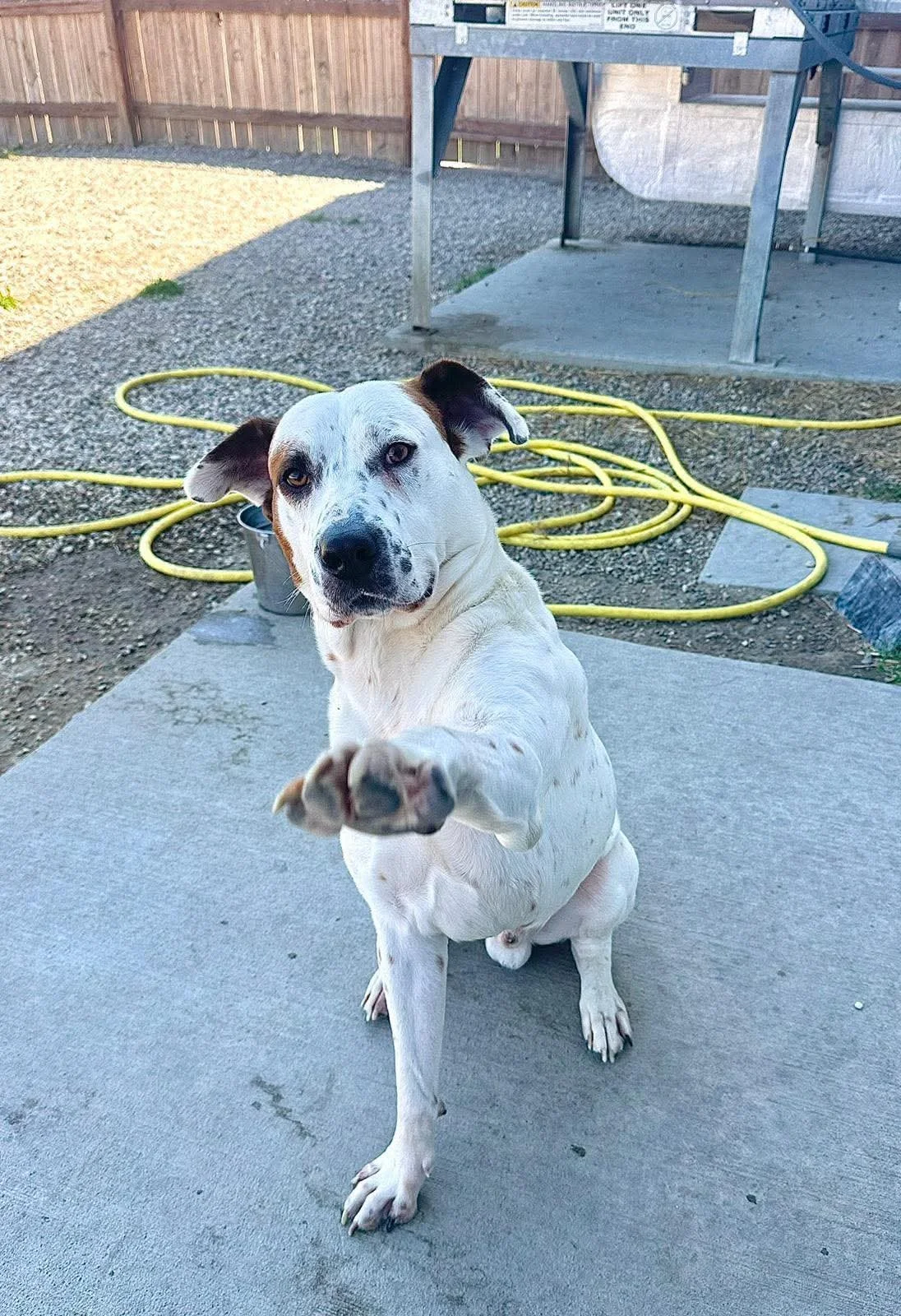 How Your Dog Acclimates in a Boarding Facility: What to Expect & How to Help