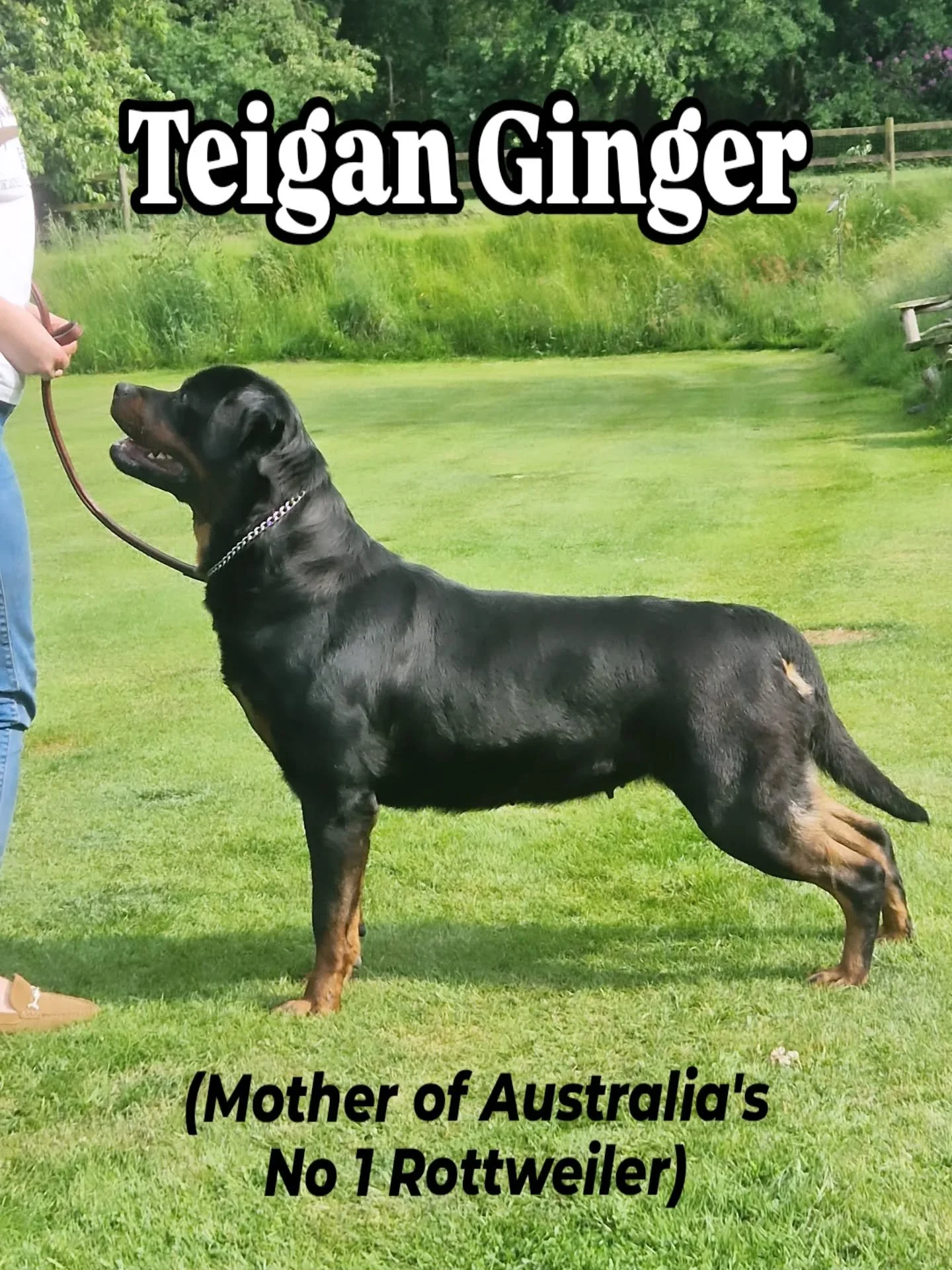 Fabulous litter of 10, available to select Show & pet homes, contact me for further information.
#rottweilerpups ##rottweilersoftheworld #rottweilersofinstagram #rottweilerpuppy