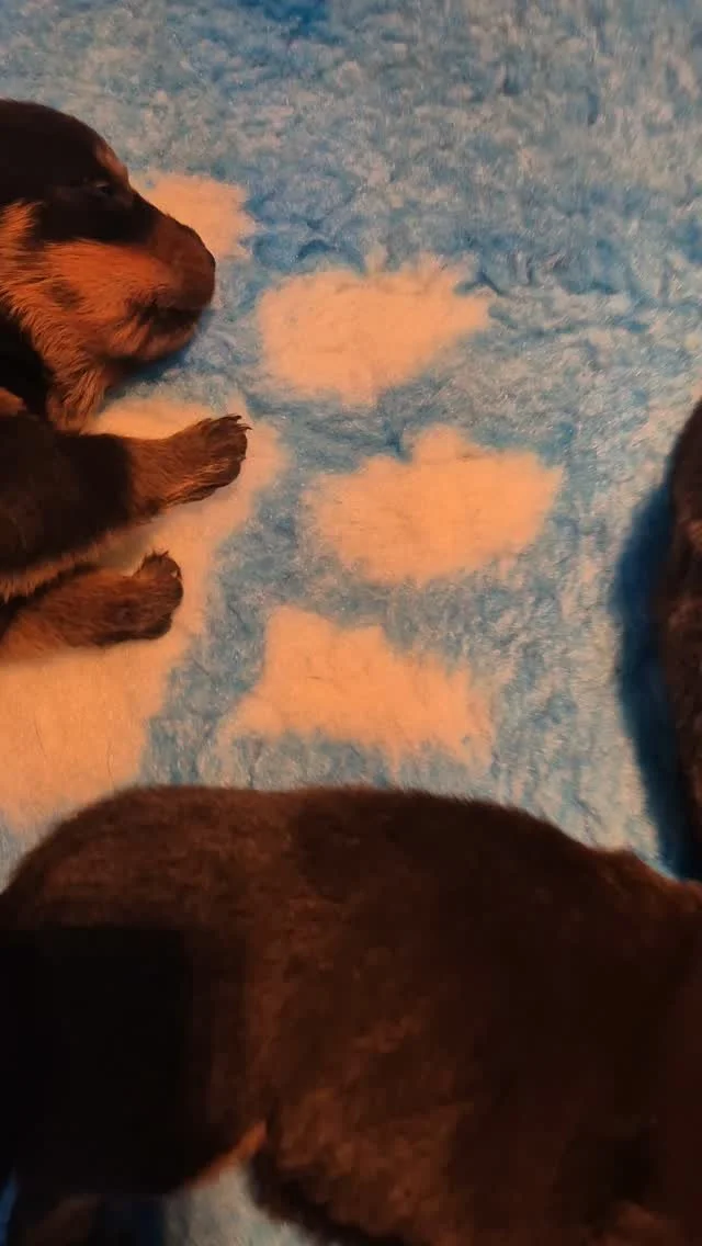 Eyes Open !!
#rottweilerpups #rottweilersoftheworld #puppybreath #rottweilersofinstagram #rottweilerpuppy