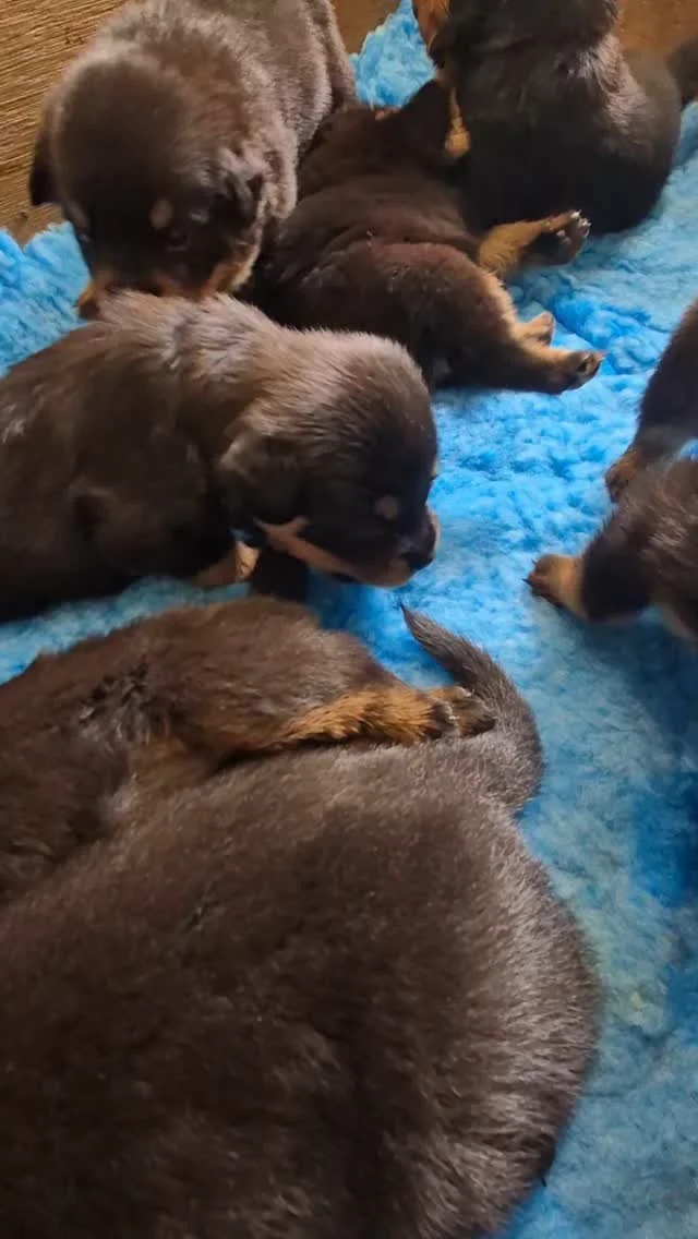 3 Weeks Old today !! 😍
#rottweilerpups #rottweilersofinstagram #rottweilerpuppy #rottweilers_of_instagram