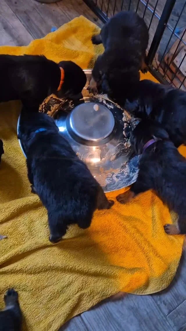 First Solid Meal, followed by a drink of Mothers Finest 🥰
#rottweilersofinstagram #puppybreath #rottweilerpuppy #rottweilers_of_instagram #rottweiler