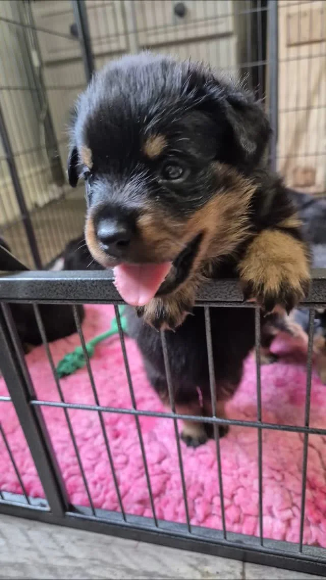 Puppies @ 4 Weeks 🤩
#rottweilersofinstagram #rottweilerpuppy #rottweiler #puppybreath #rottweilers_of_instagram #rottweilerpups