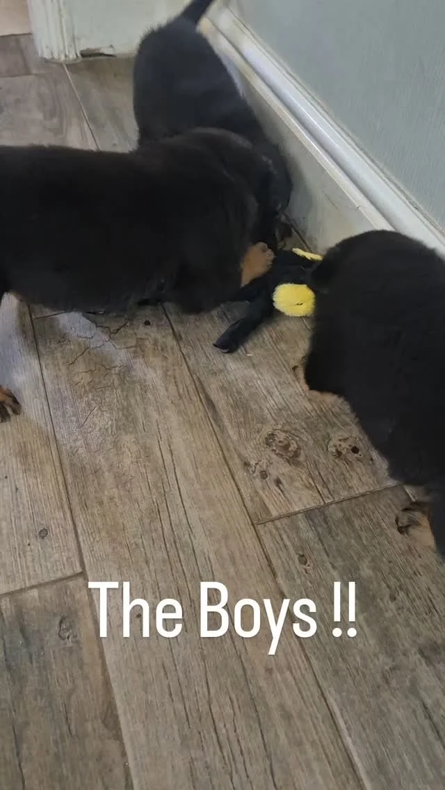 Males @ 5 weeks 🤩
#rottweilers_of_instagram #rottweilerpups #rottweilersofinstagram #rottweiler #rottweiler #rottweilerpuppy