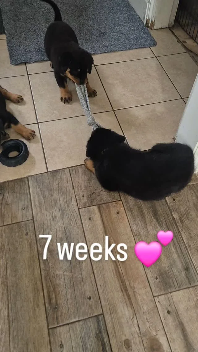 #rottweilersofinstagram #rottweilerpuppy #rottweiler #rottweilerpups #puppybreath #rottweilers_of_instagram #