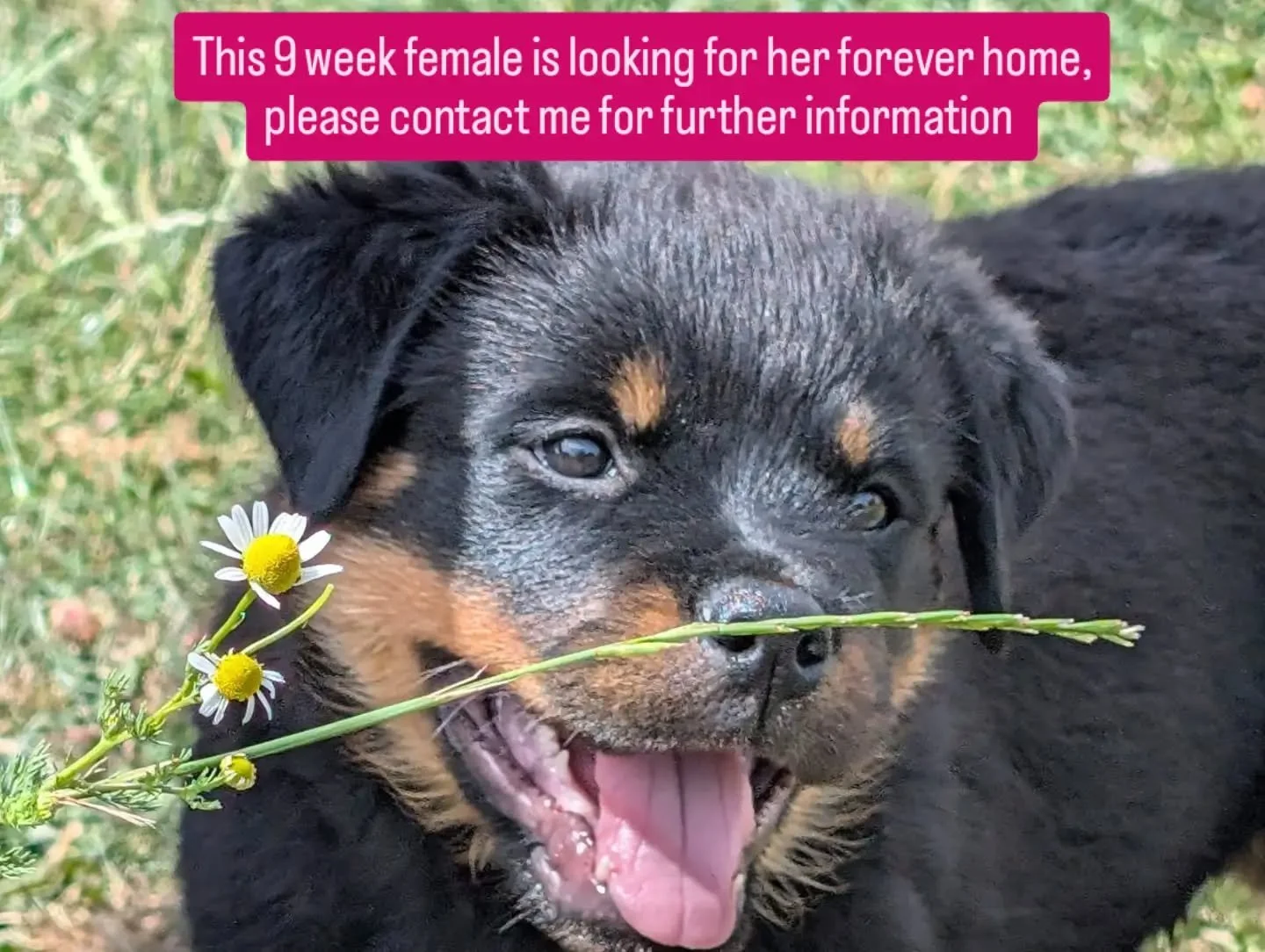 Beautiful 9 Week old female looking for her forever home, please contact me for futher information