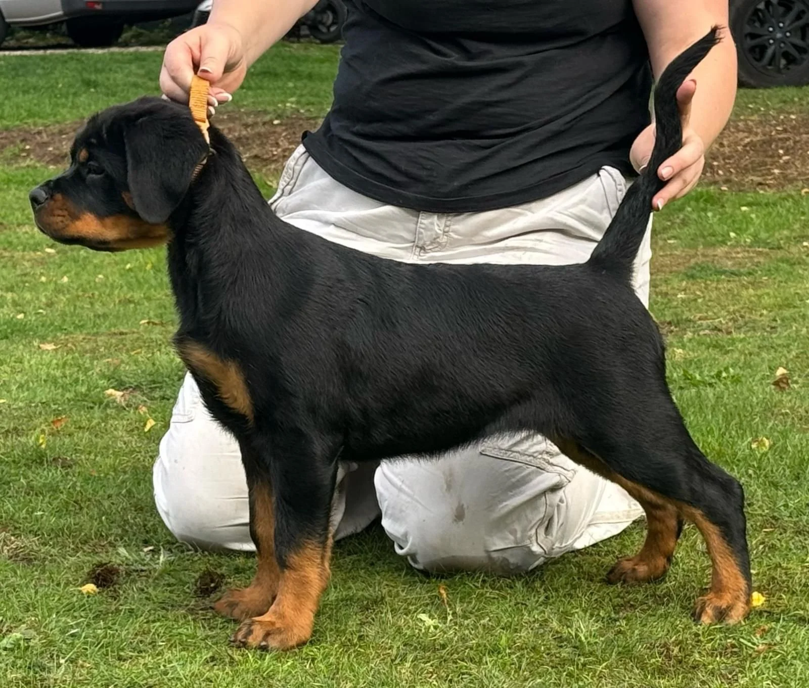 Introducing ....

 ✨️ TEIGAN MISSOULA ✨️
 ( Sula)

  Ch. Fantasa Lucky Luciano 
  X
  Teigan Ginger 
(Ch. Cammcastles Quarterback Fantasa X Hanbar Willow) Mother of Ch &amp; Aus Ch. Teigan Jedi by Fantasa &amp; Teigan Juliette by Fantasa 

Thanks as 
