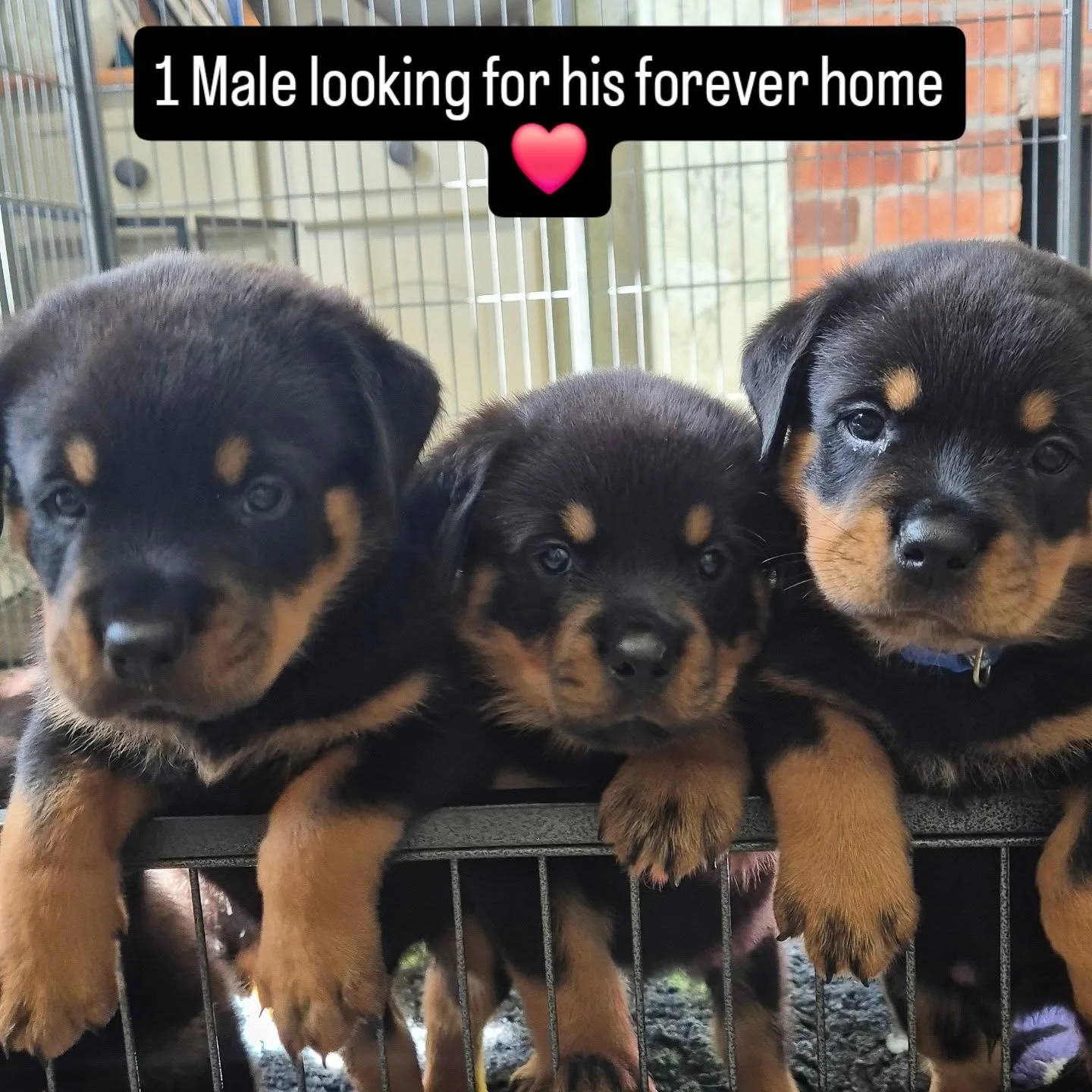 Puppies at 6 weeks ❤️
 1 male still awaiting his forever home !!
Please contact me or visit Teiganrottweilers.com 
#rottweilers_of_instagram #rottweilerpups #rottweiler #rottweilerpuppy #rottweilersofinstagram