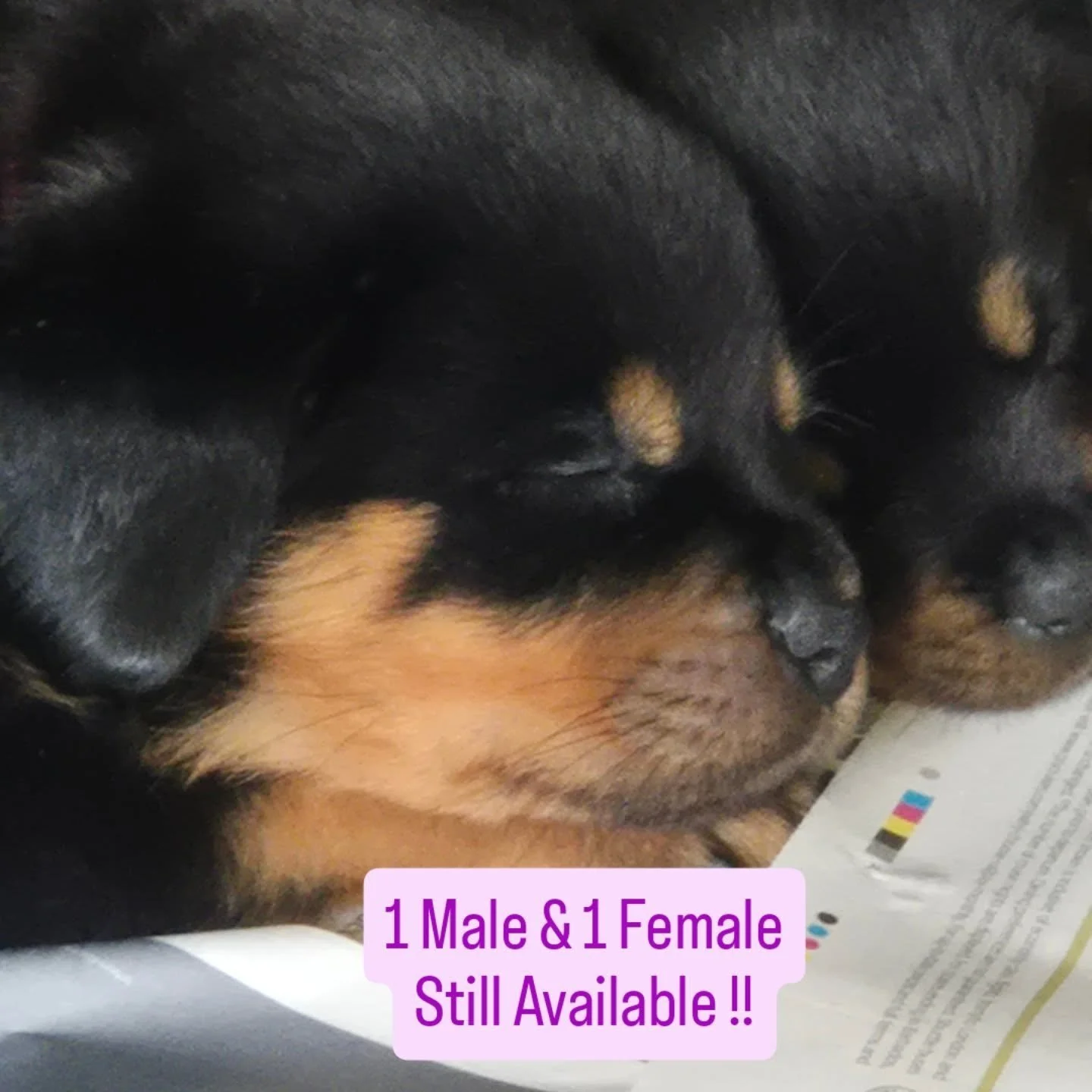 1 Male &amp; 1 Female available,  ready to leave  18th August !!, 
DM me for further information 😍
#rottweilers_of_instagram #rottweilerpups #rottweilersofinstagram #rottweilerpuppy