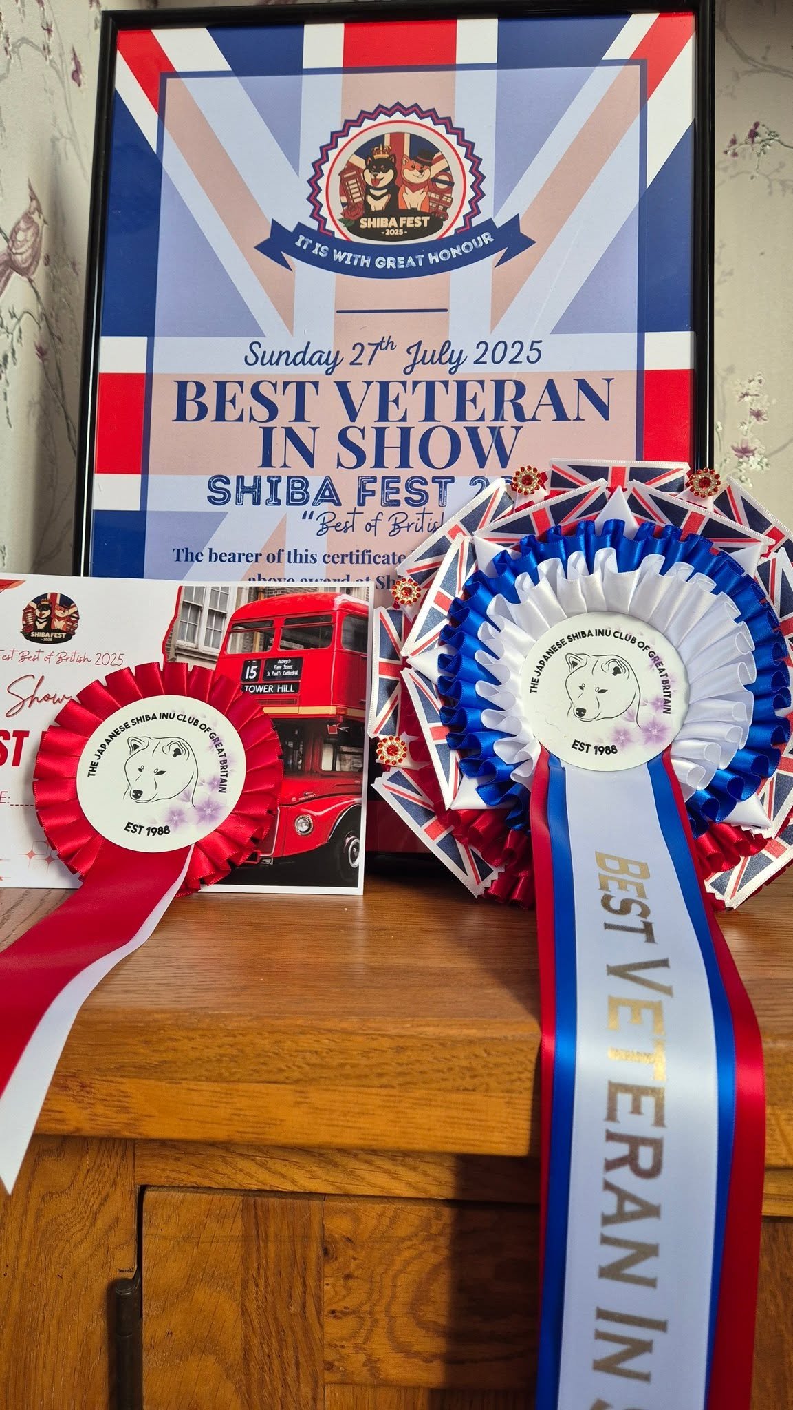 What can I say.....😍
 My Ginger Son did me proud at his annual trip to Shiba Fest!!
Fabulous event all for a worthy cause, for the health of this fantastic breed.❤️