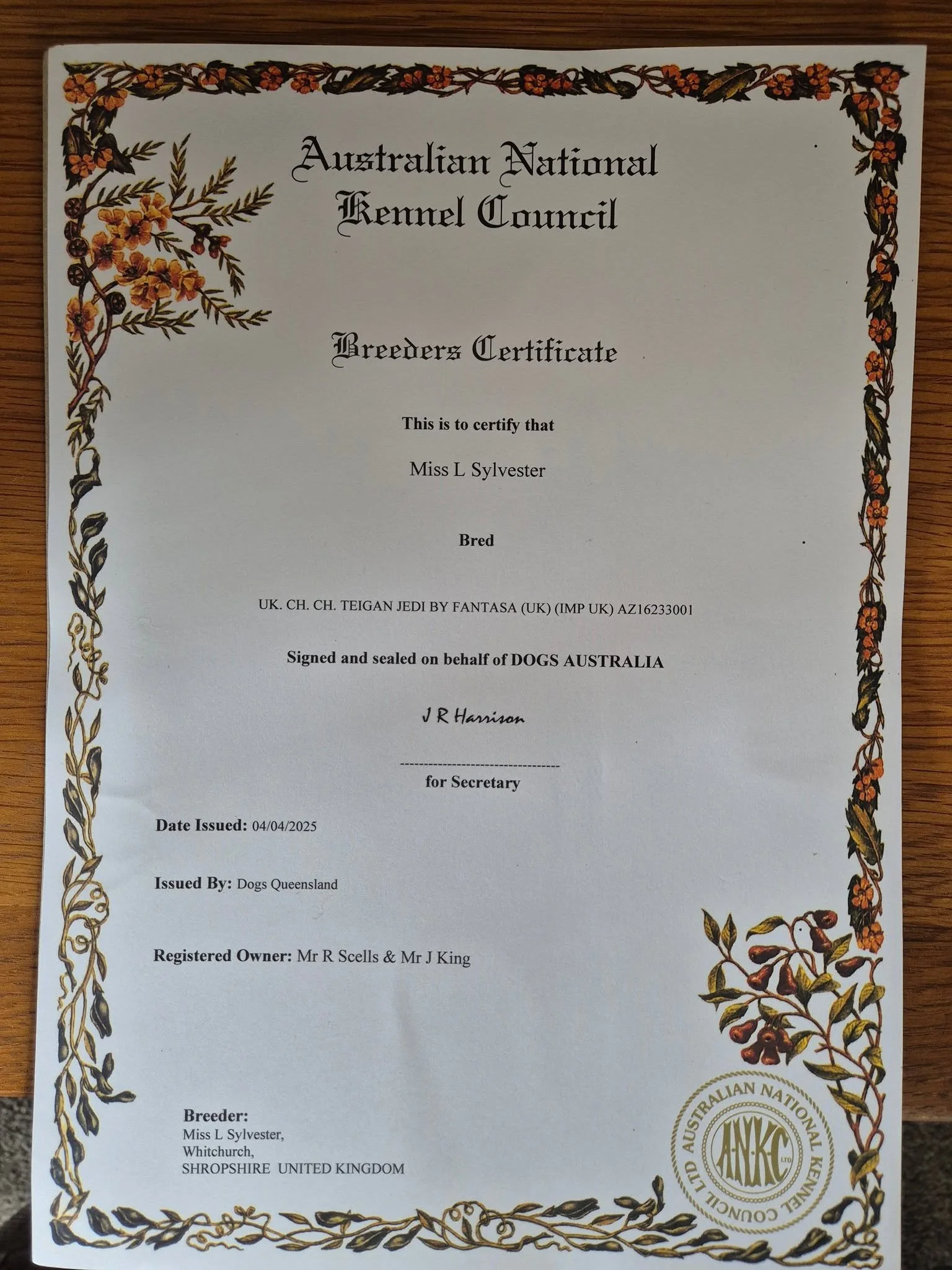 Lovely surprise in the post this morning 
My breeder certificate for Obi gaining his Australian Title 🏆
Forever grateful to Liz Dunhill &amp; Michaella Dunhill-Hall for campaigning him to his UK Title &amp; 
JohnRay King for campaigning him to his A