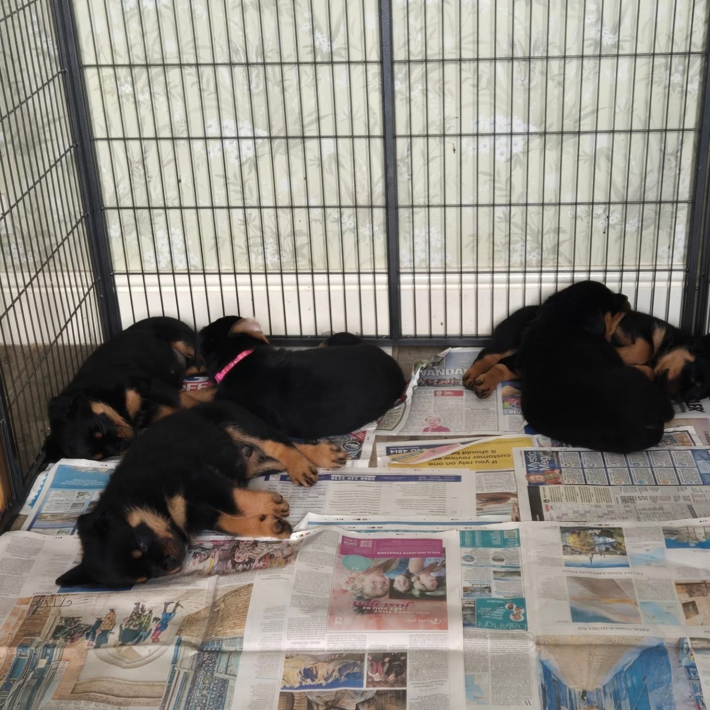 7 Weeks...
They sleep 😴,but not for long !! 
#rottweilersoftheworld #rottweilerpuppy #rottweilersofinstagram #rottweilerpups