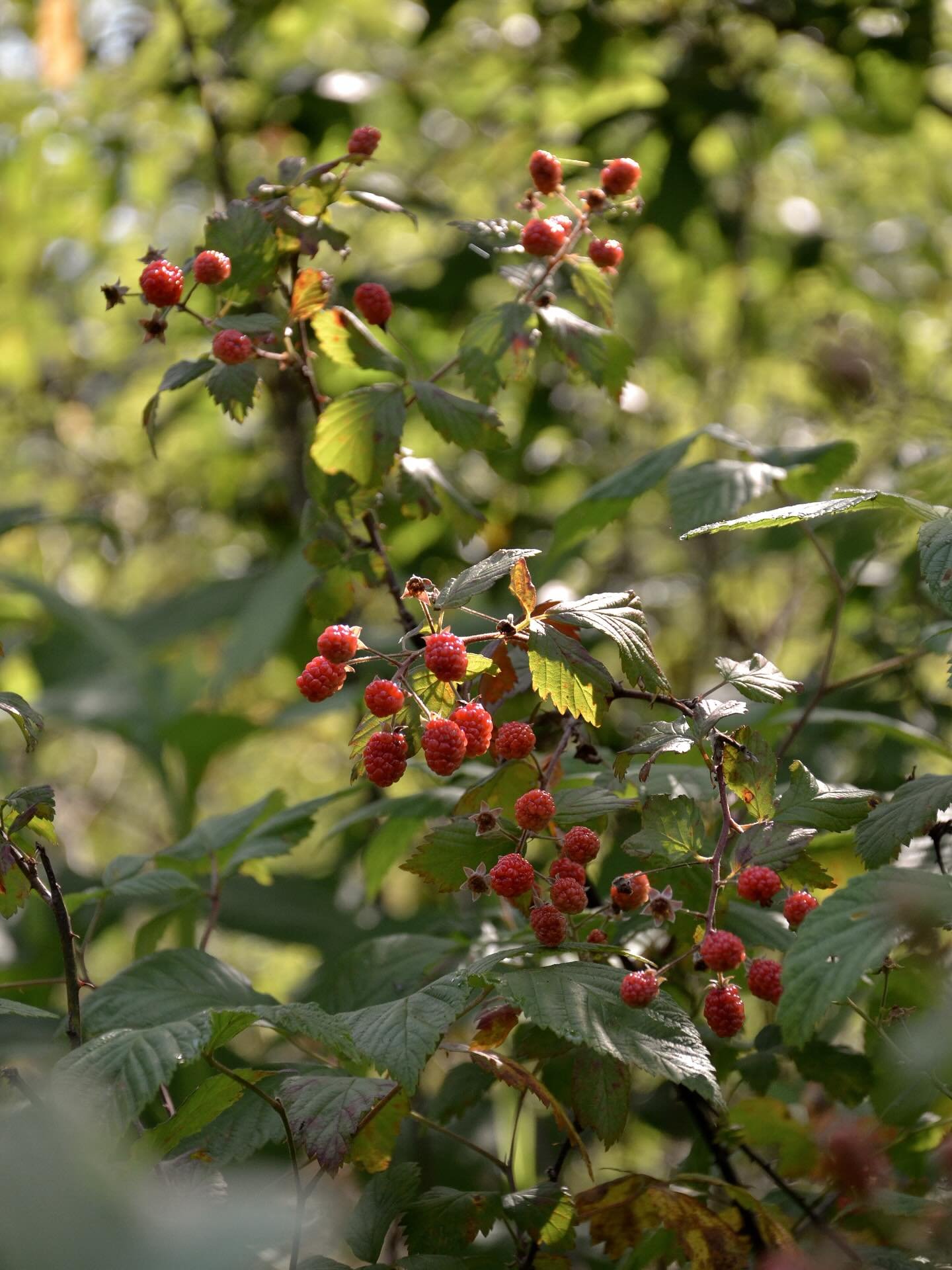 Blackberries are brimming just steps from the Glamping tents, still tart, not yet ready, but close.