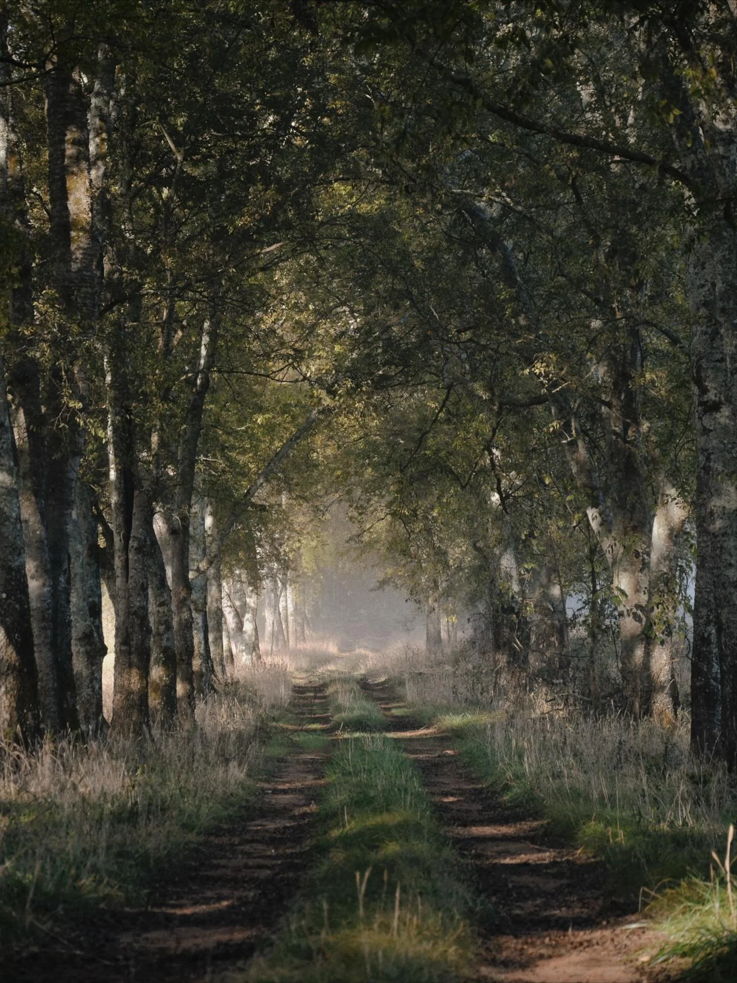 Time passes gently here. A year in the life of an old estate road.