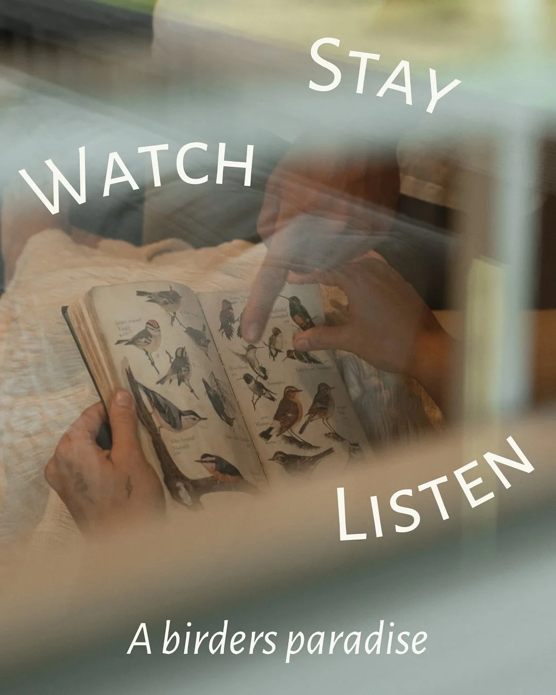 From our riverbanks to woodland canopies, your cottage or glampsite places you at the heart of a thriving, ever-moving world of birds.
Listen for the morning birdsong of Carolina Wrens and Kentucky Warblers along the Scouts Loop Trail, or watch Rose