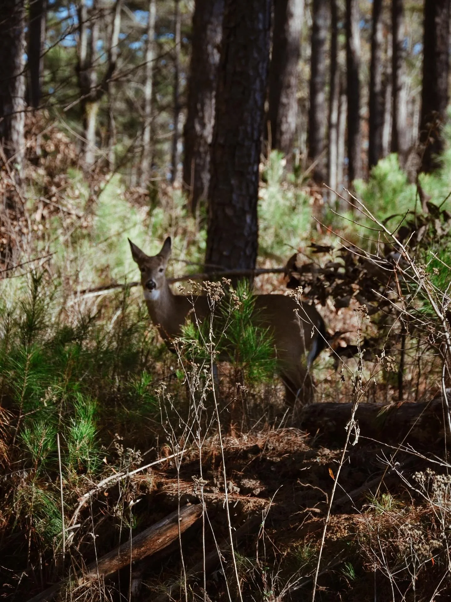 👀 staring contest. Who do you think won?