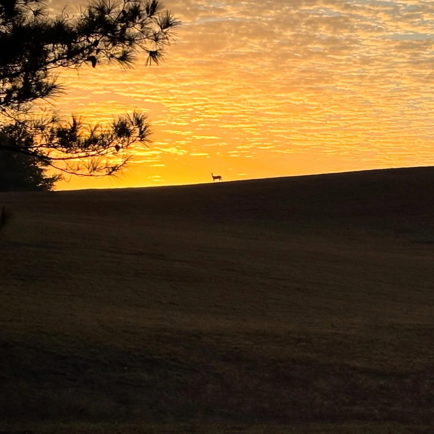 If you look just so&hellip;dawn becomes a little magic.

A sunrise moment, spotted and captured on our farm manager Robbie&rsquo;s phone.