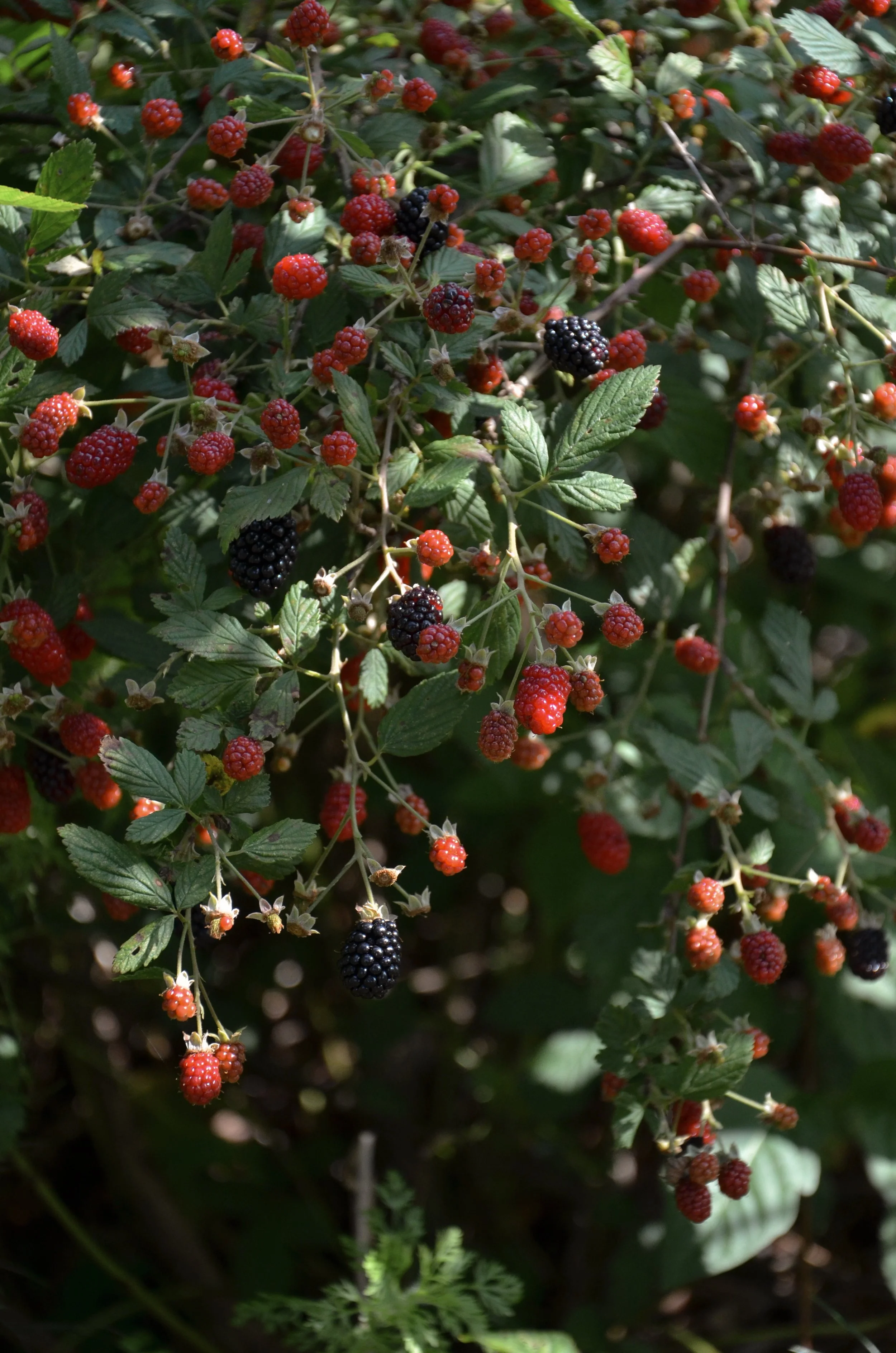 blackberry bushes.jpg