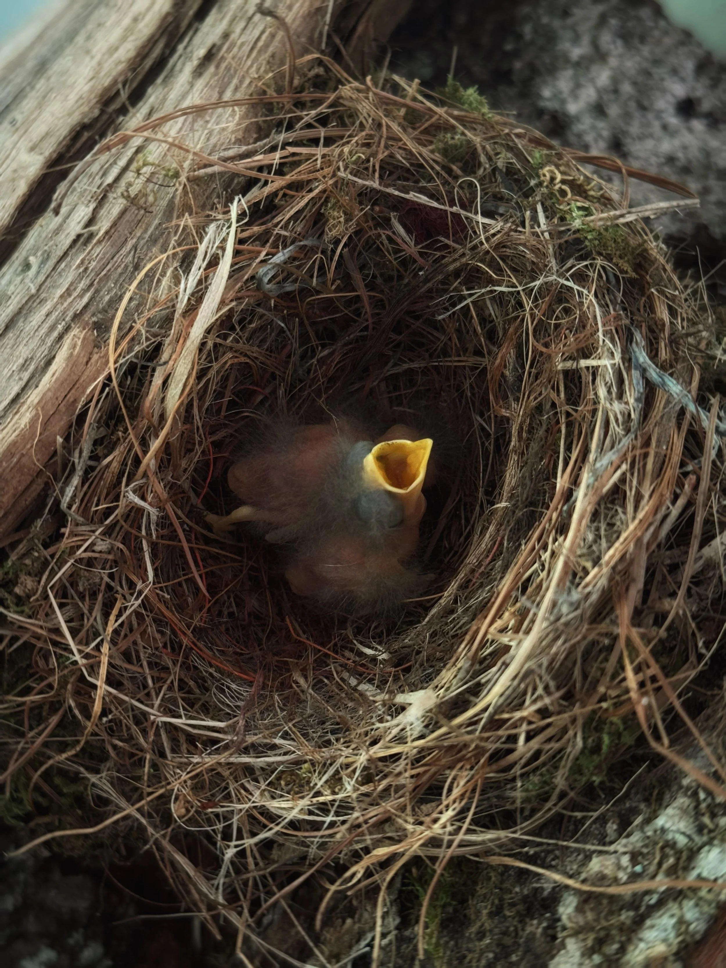 baby birds.JPG