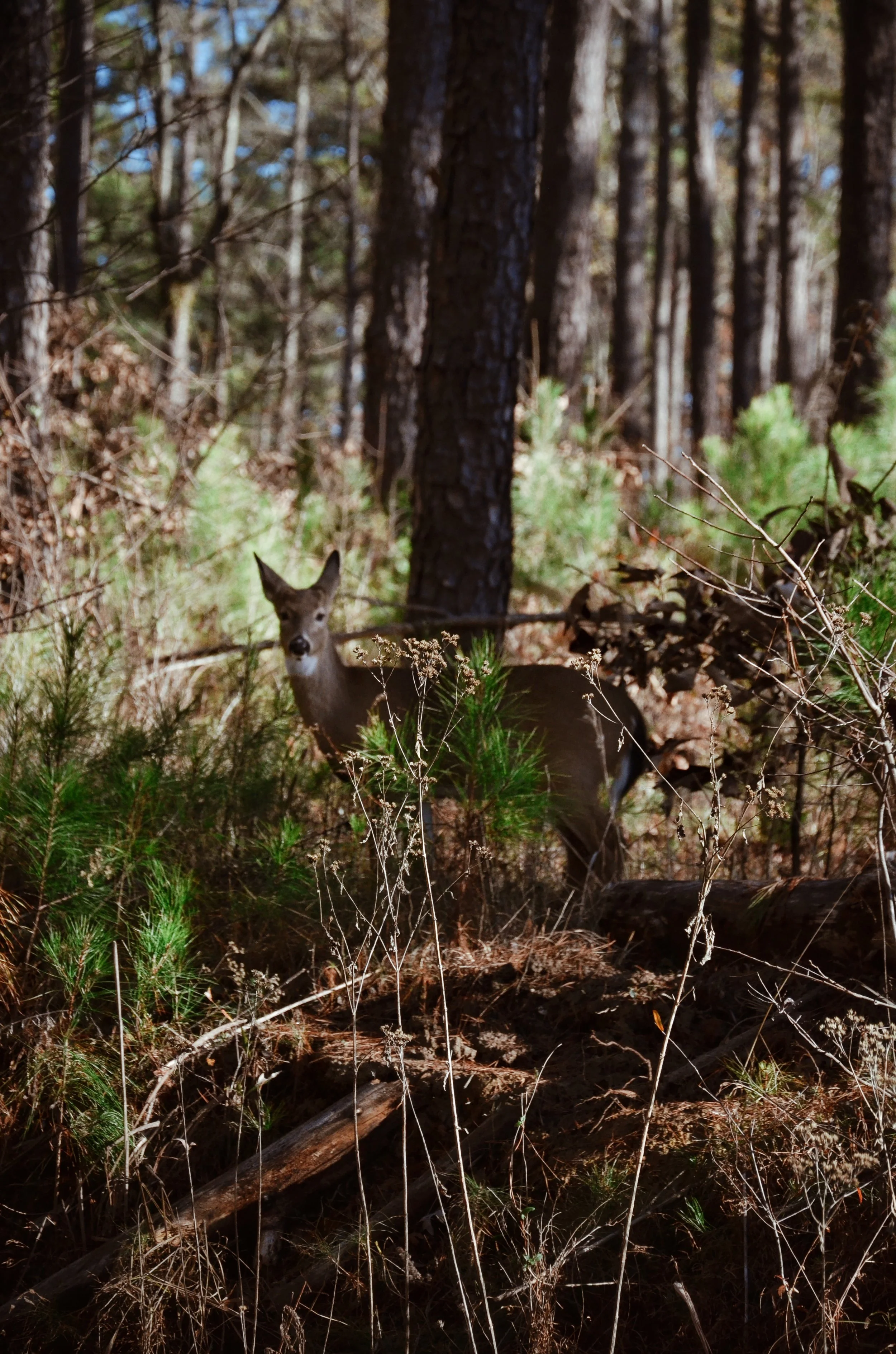 Deer in woodlands.JPG