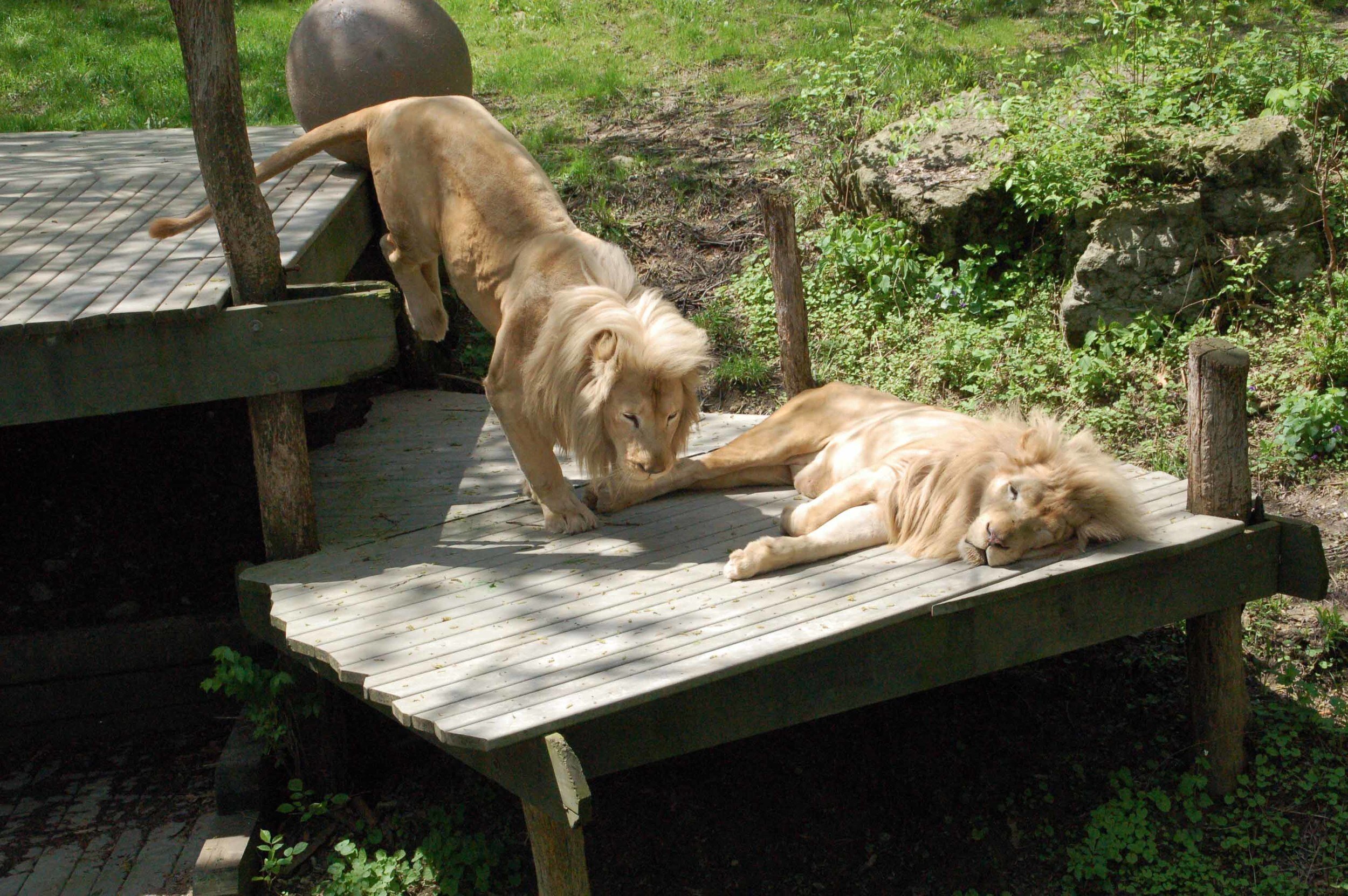 Shall I Nap?