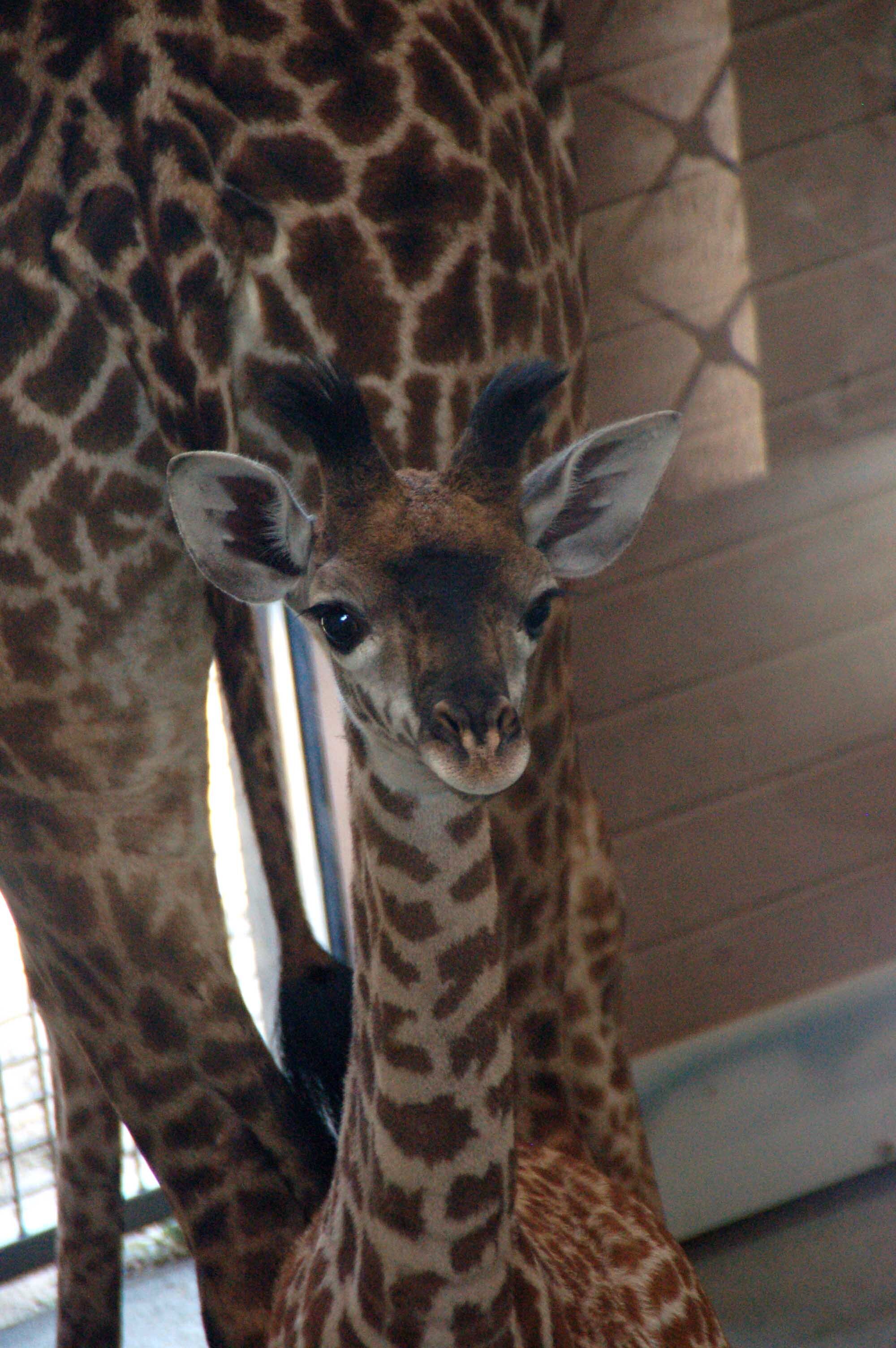 Cincy Zoo 4-28-11