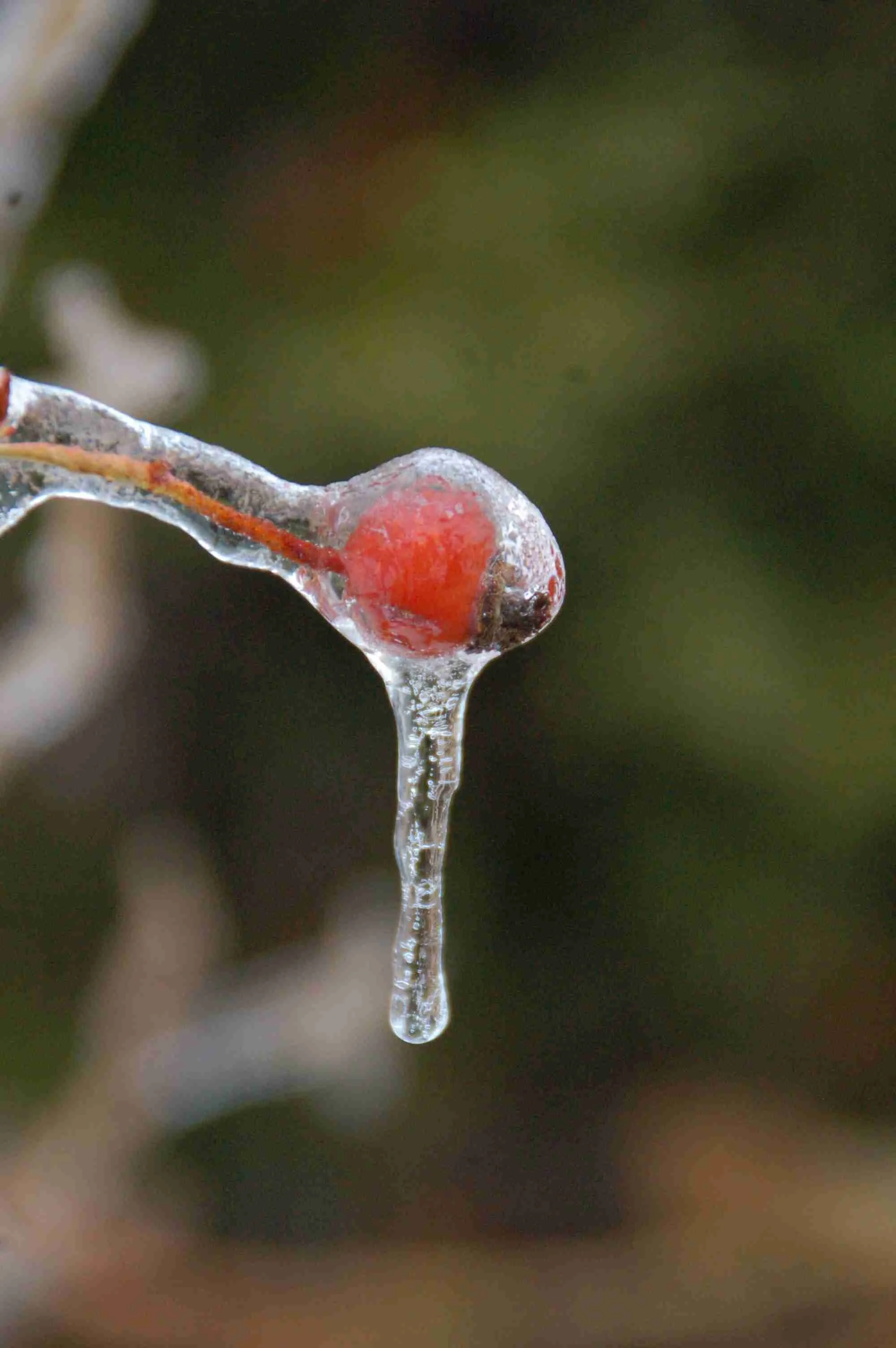 Ice Storm Feb 1 2011